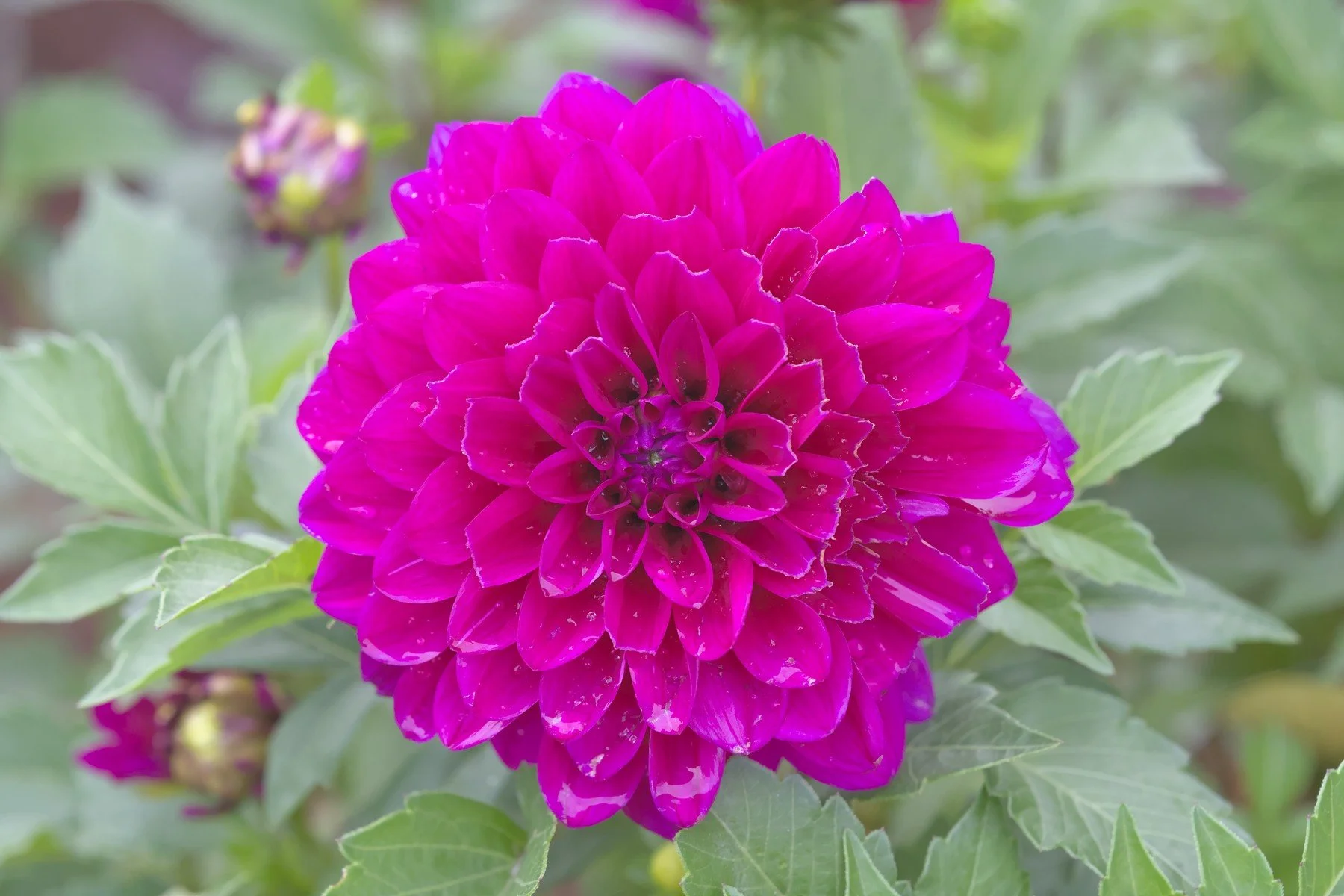 Flowerull.jpg