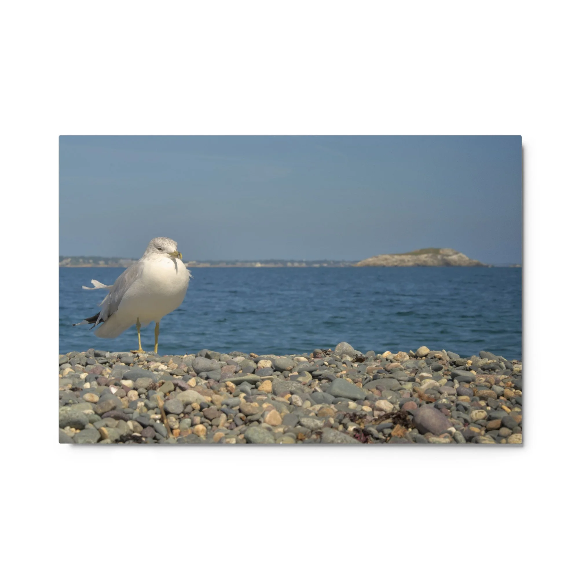 Quiet Watch — Coastal Gull