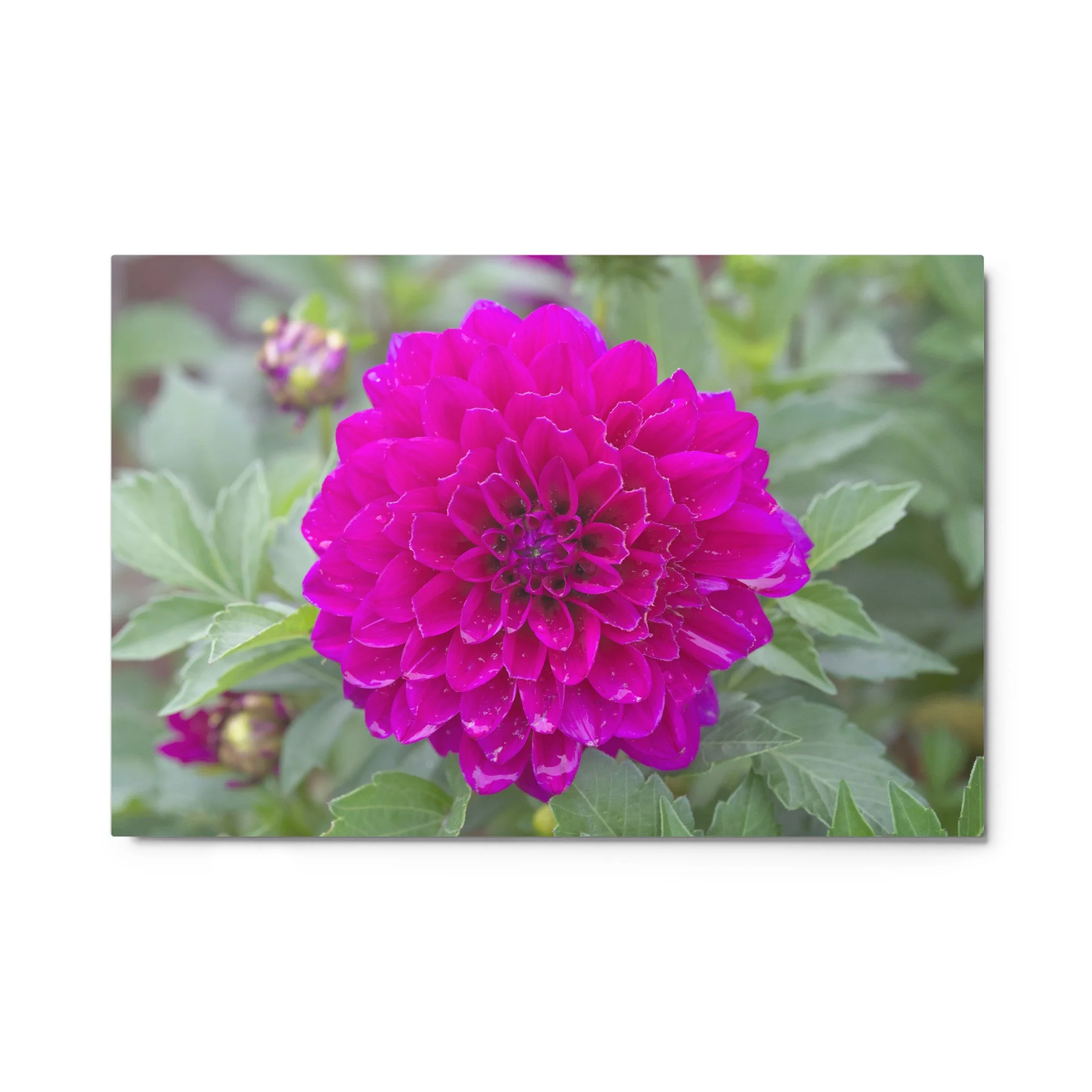 Electric Bloom