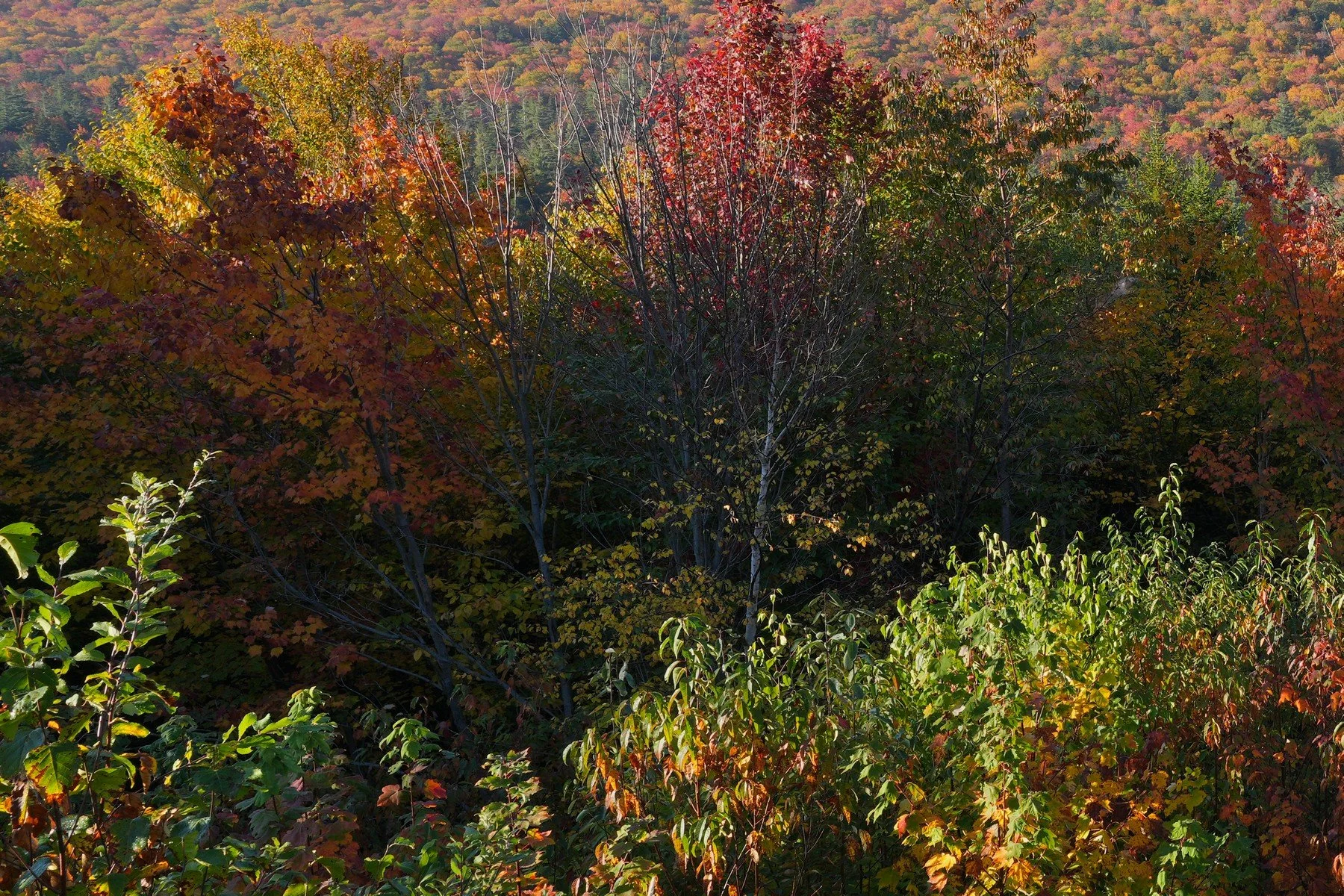 mountains wide nic crop1.jpg
