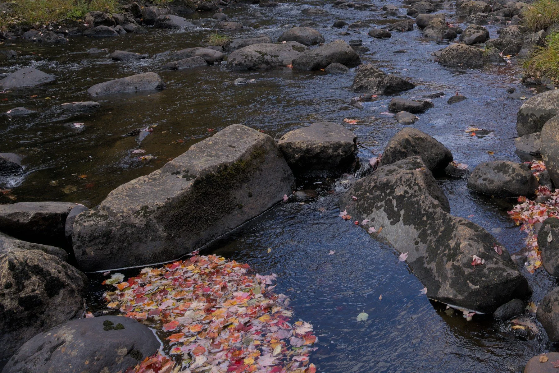 river wide trees smaller crop 1.jpg