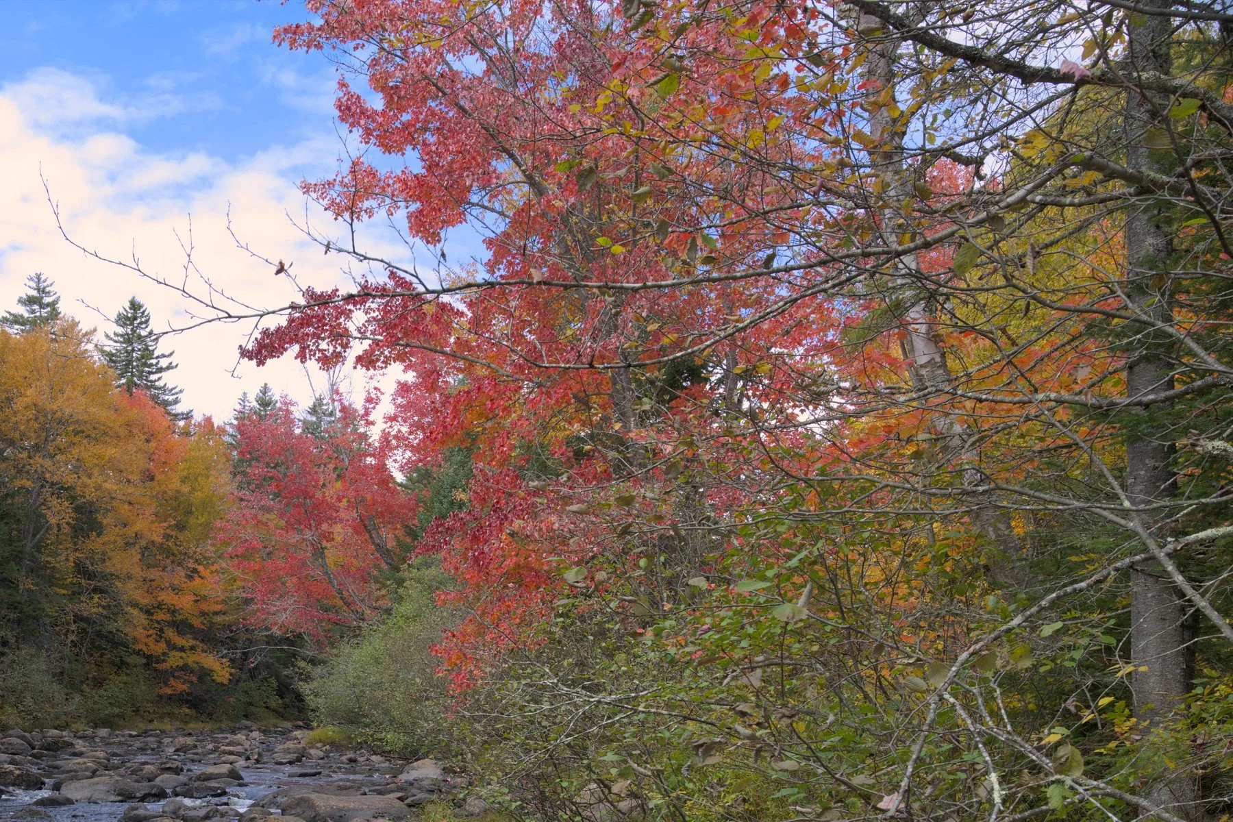 river wide trees smaller crop 2.jpg