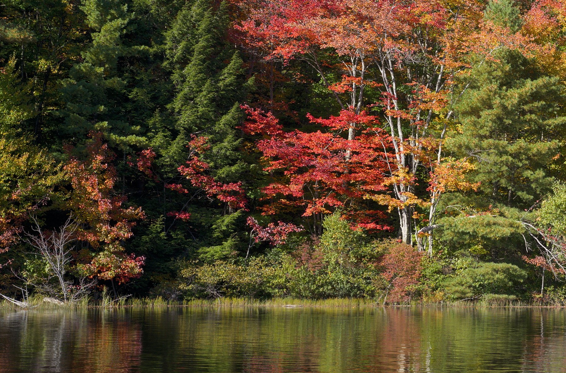 trees with colorful water3 crop1.jpg
