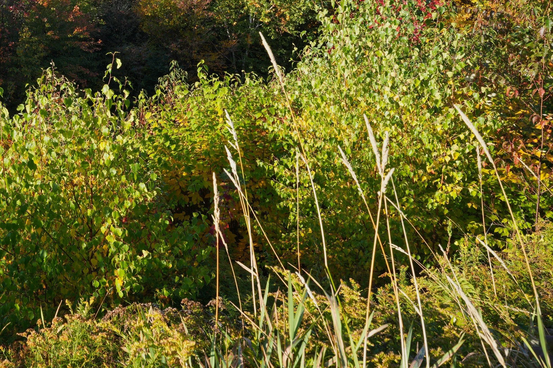 mountains wide nic crop3.jpg