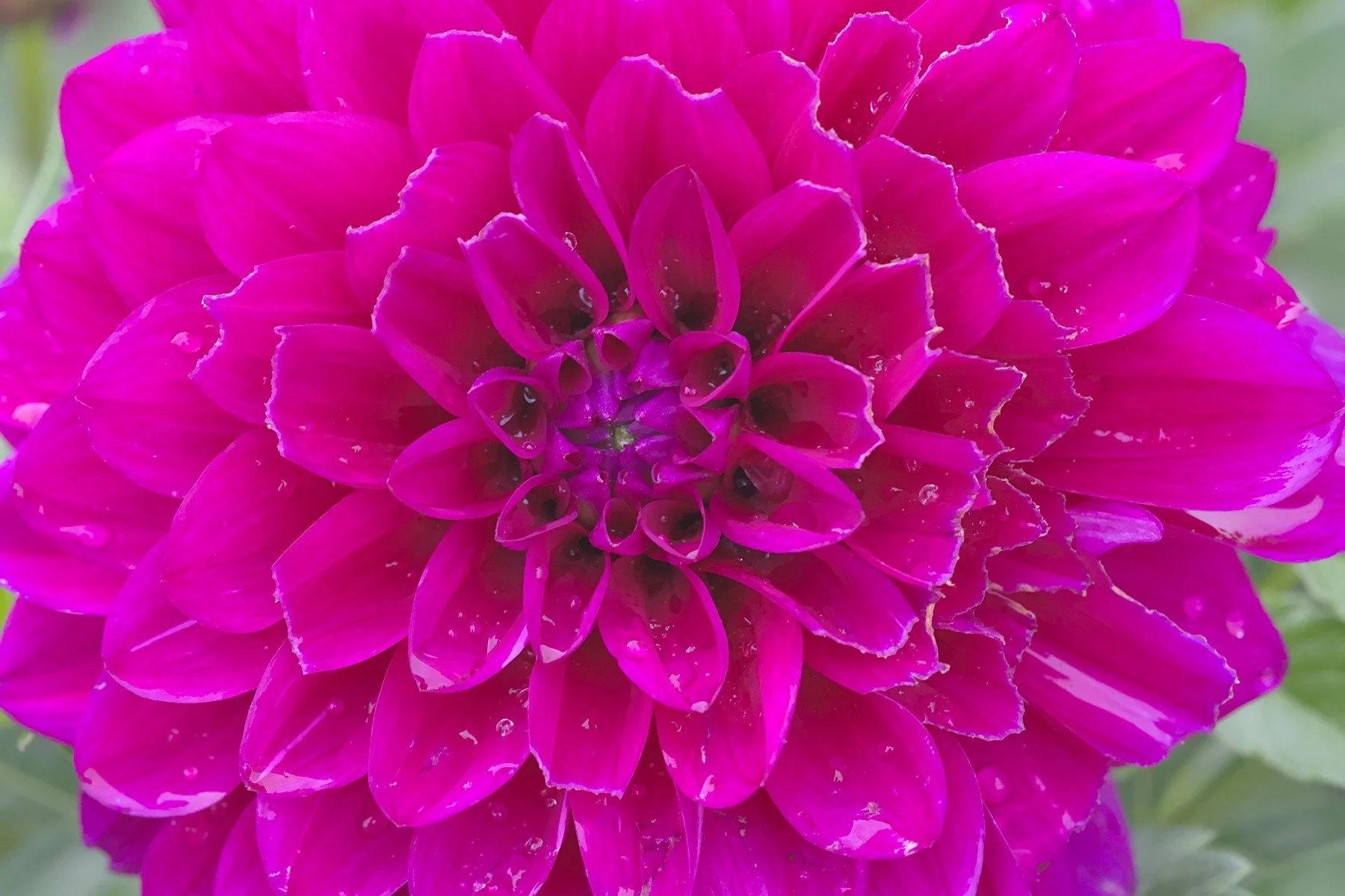 flowerCrop1.jpg