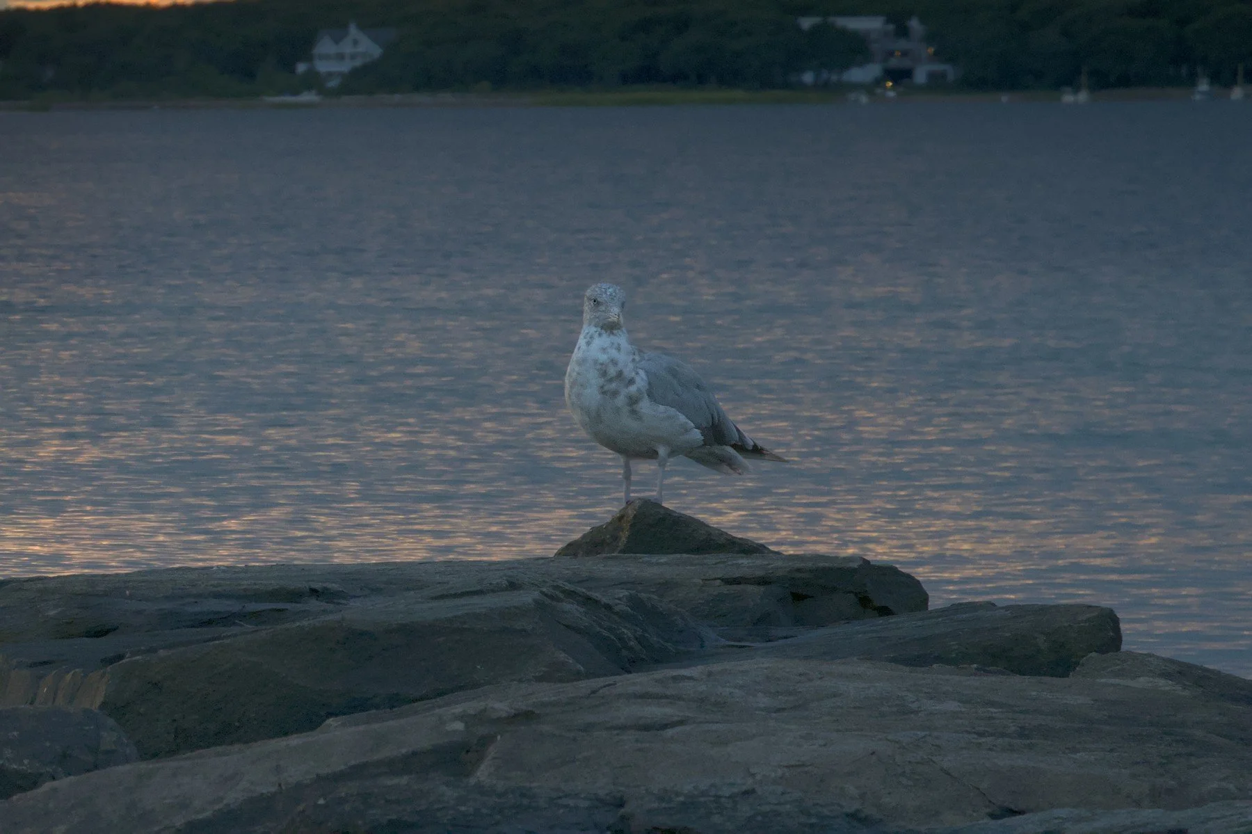 sunsetCrop1.jpg