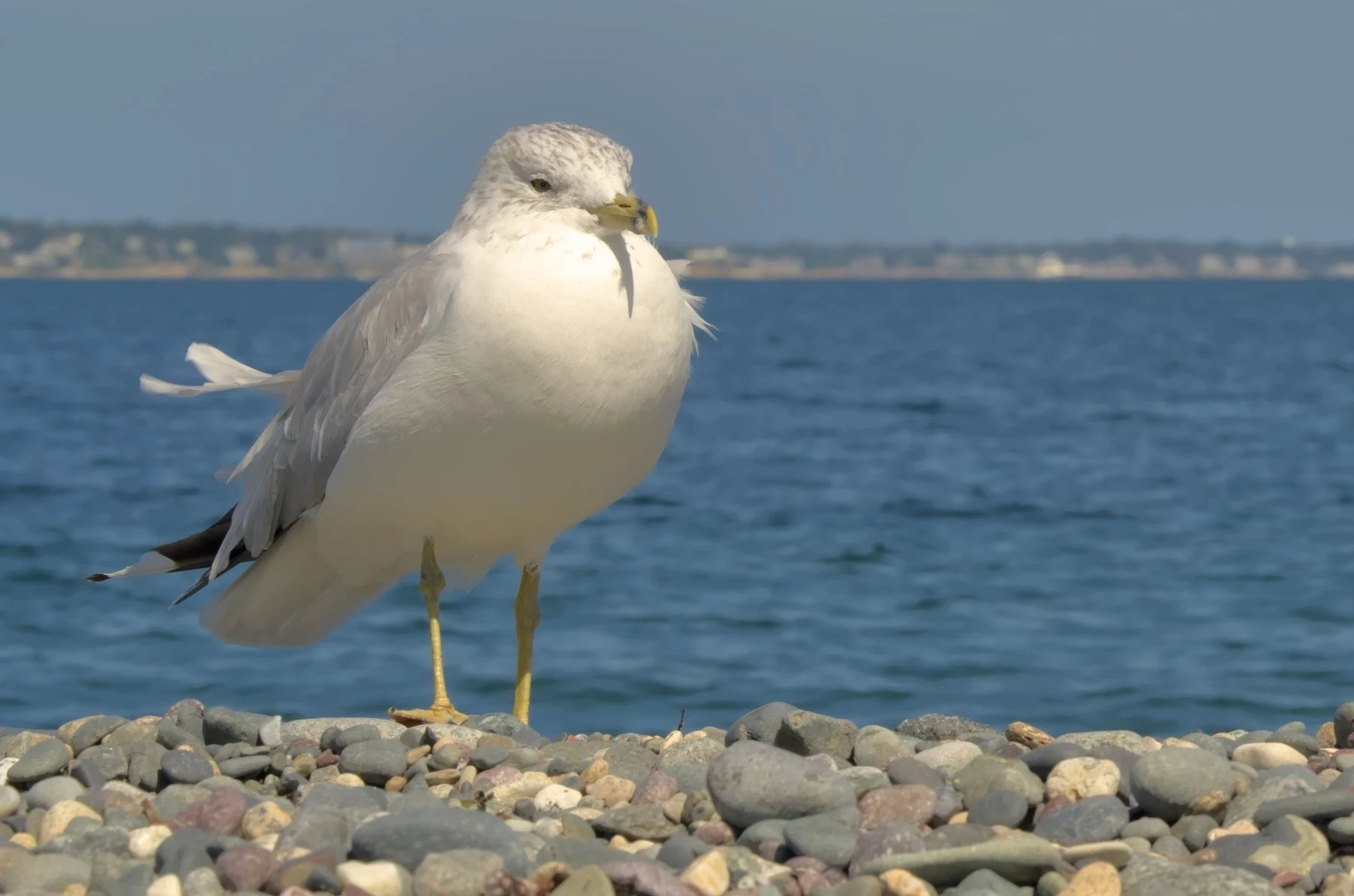SeagullCrop.jpg