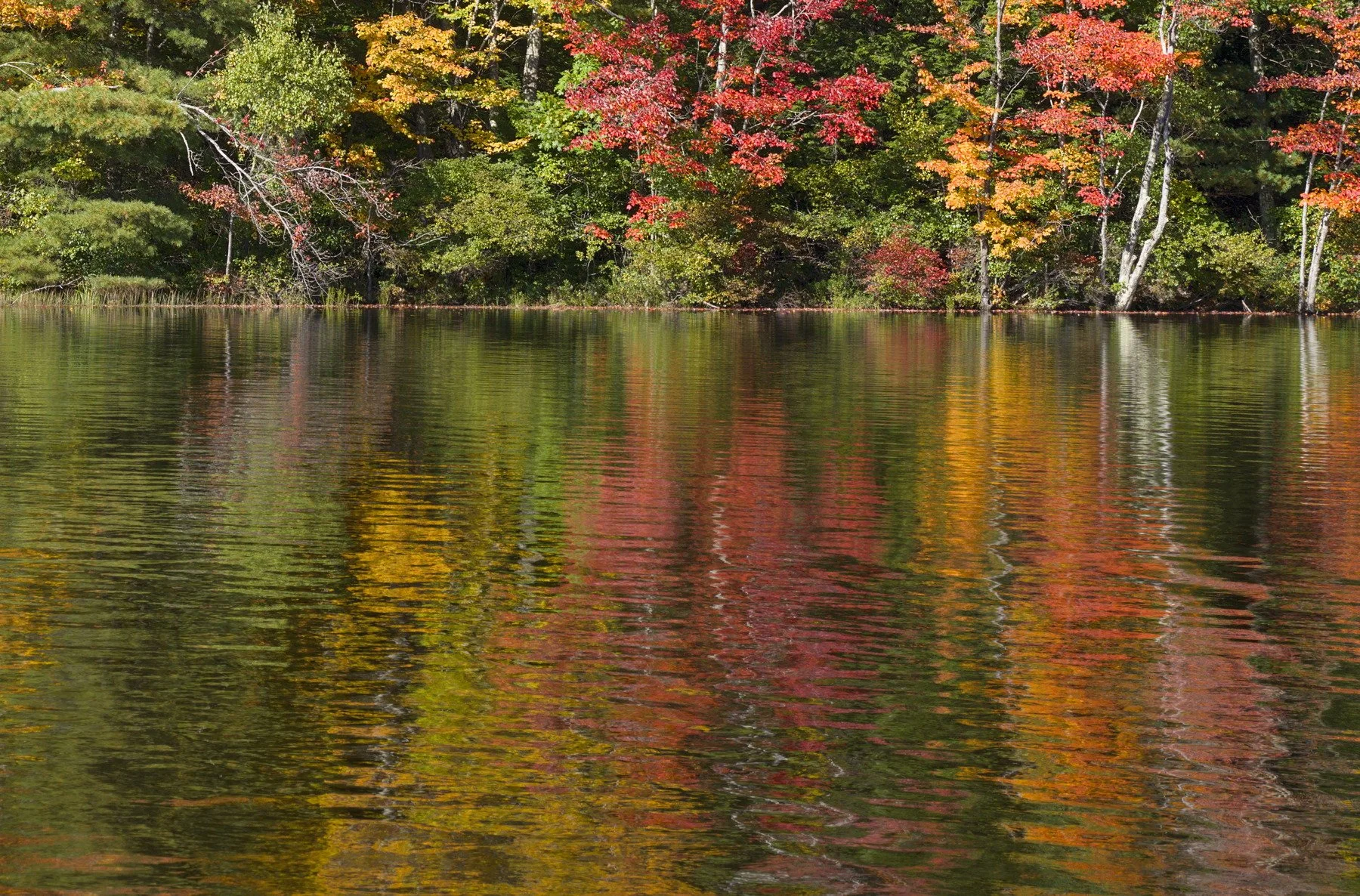 trees with colorful water3 crop2.jpg