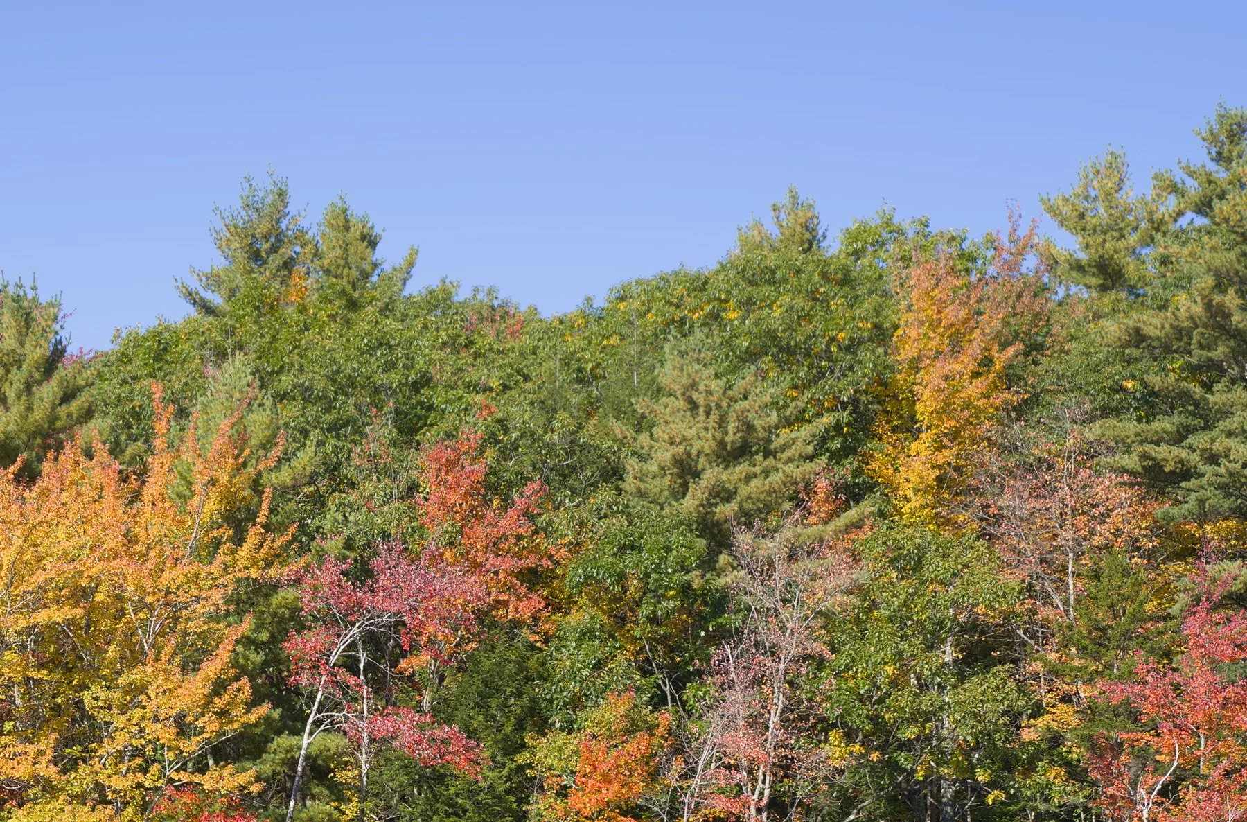 trees with colorful water3 crop3.jpg