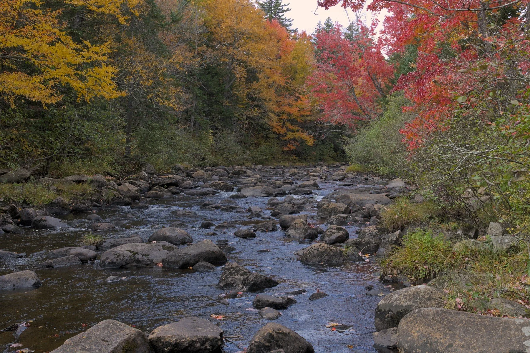 river wide trees smaller crop 3.jpg