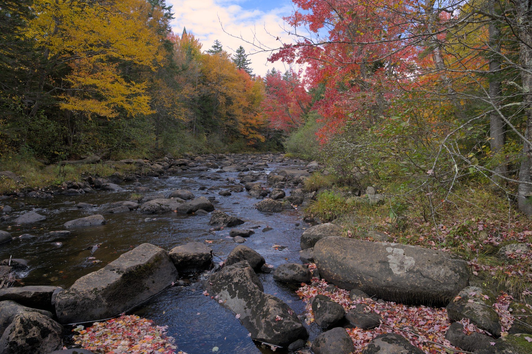 river wide trees smaller.jpg