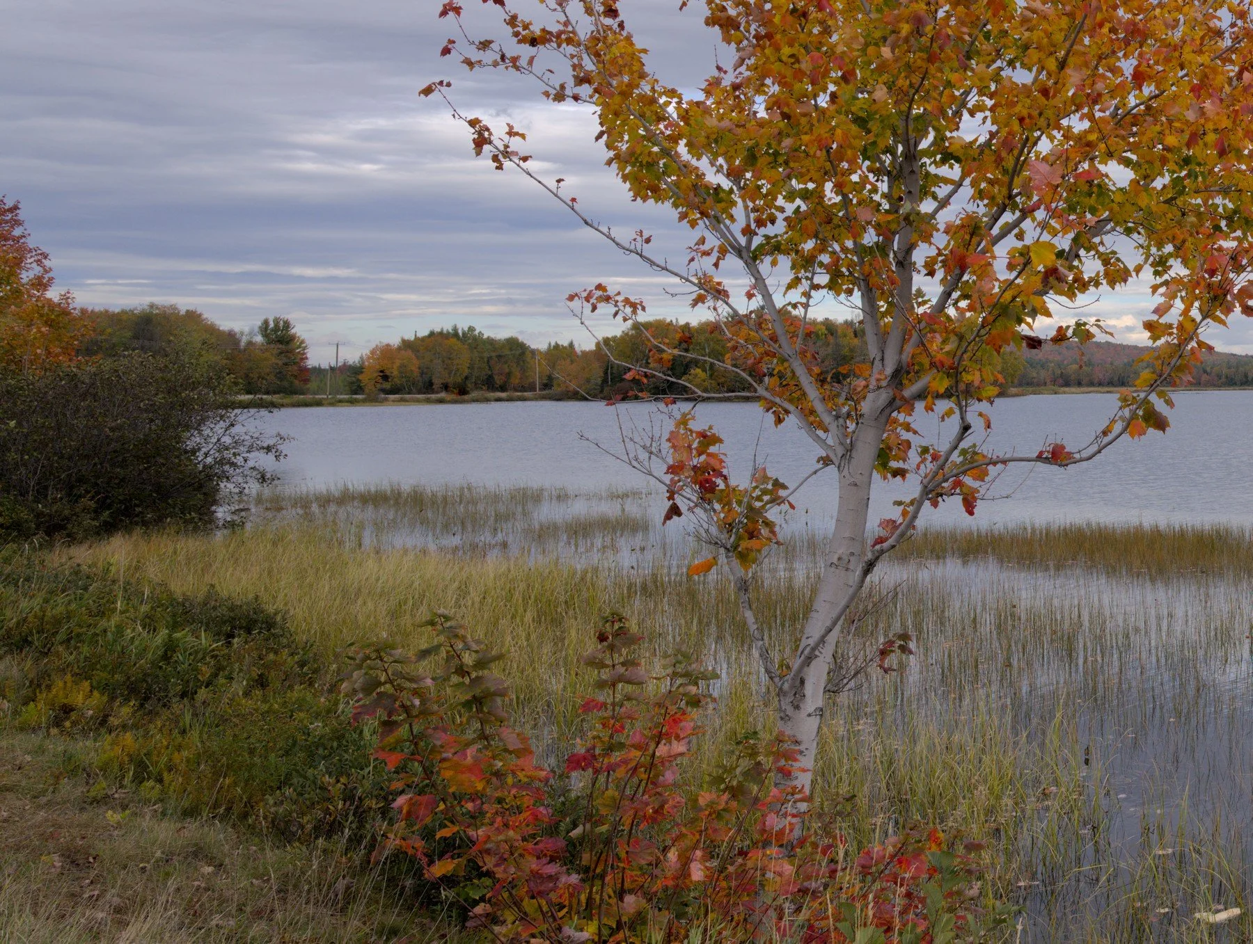lone tree more tree crop 1.jpg