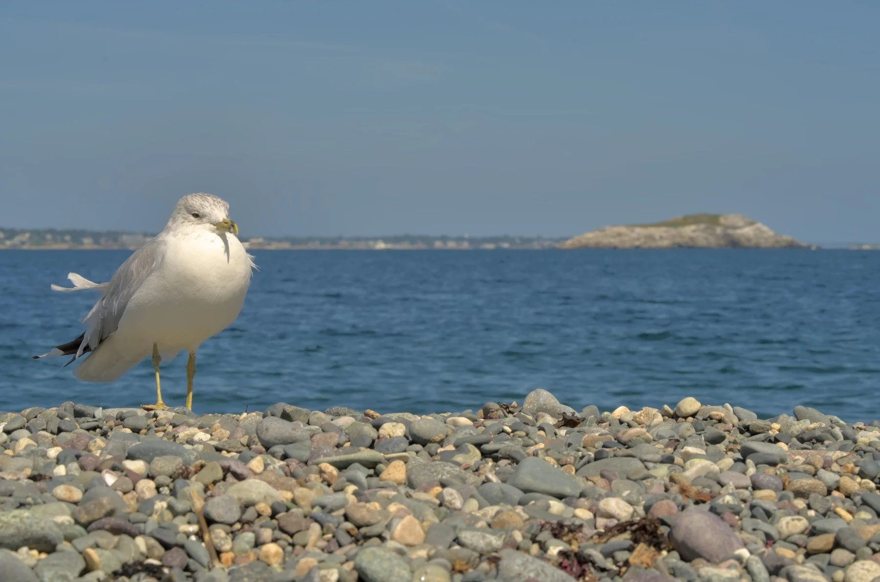 SeagullFull.jpg