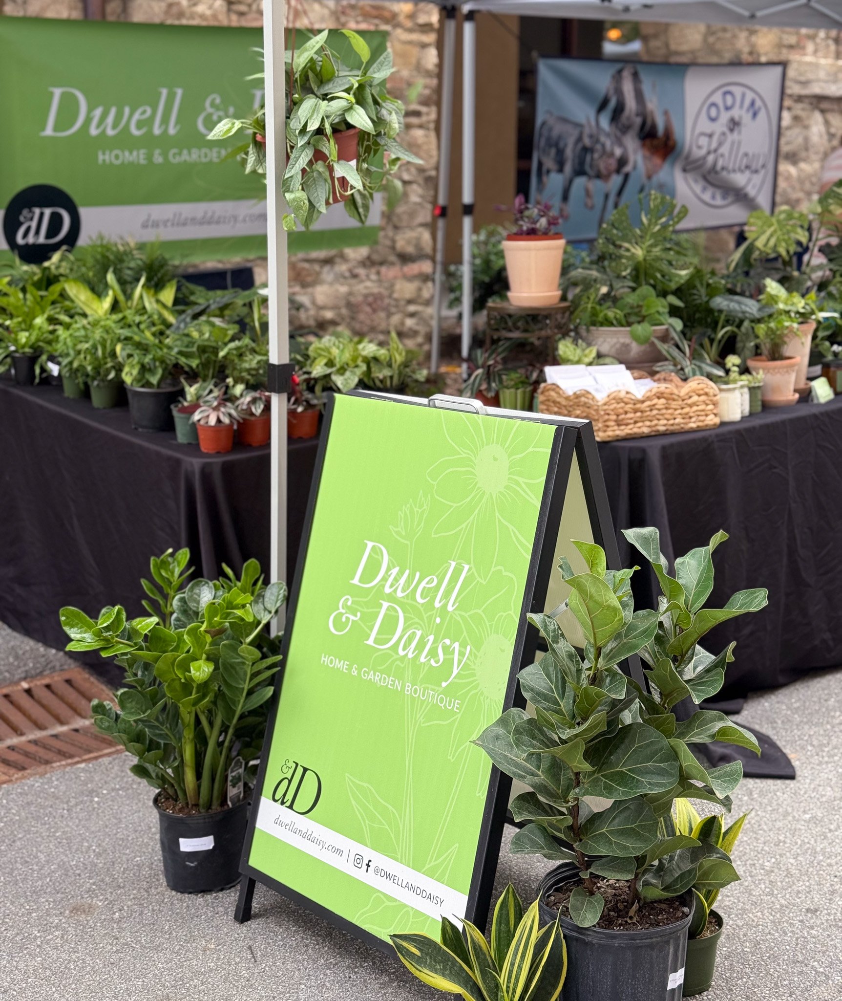 Plants in Greenville, SC being sold at a farmers market.