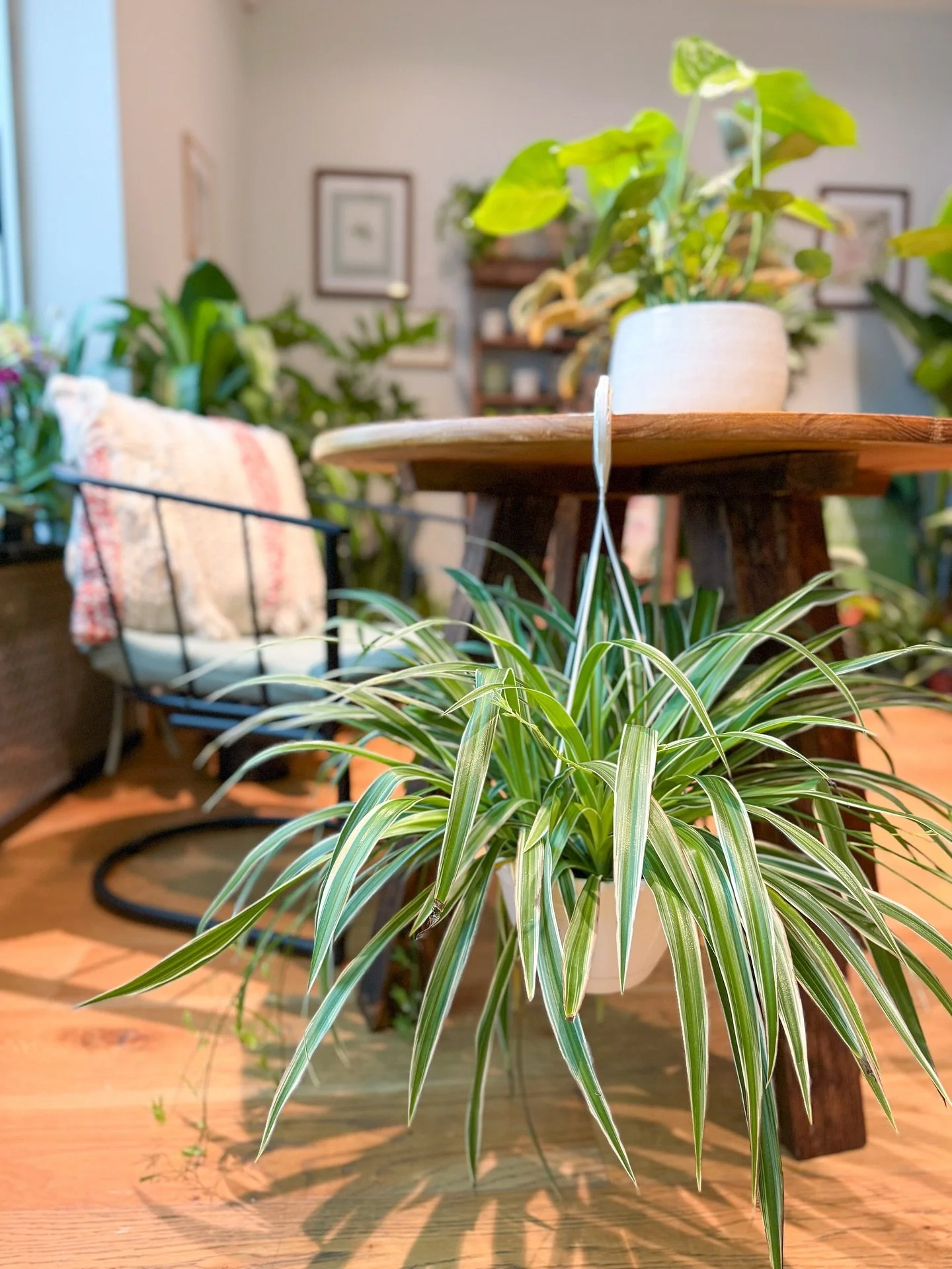 It’s spooky season, and we have the spider 🕷️ plants at @sawdust_coffeeshop—as if you needed a reason to buy another plant. 😉