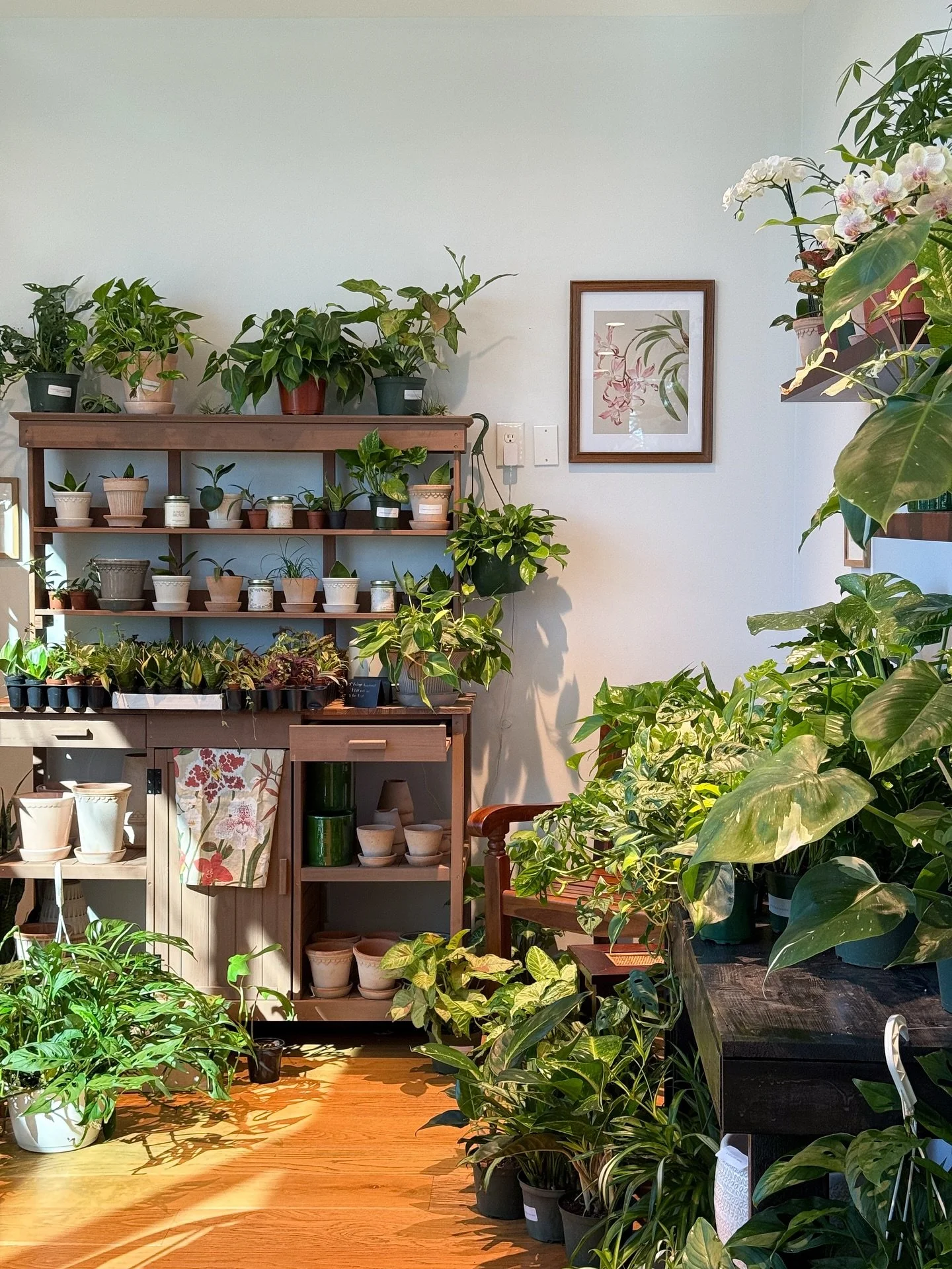 Here to help you bring the outdoors inside in style! Come shop our selection of houseplants, @bergspotter pots, and home goods at @sawdust_coffeeshop this week.