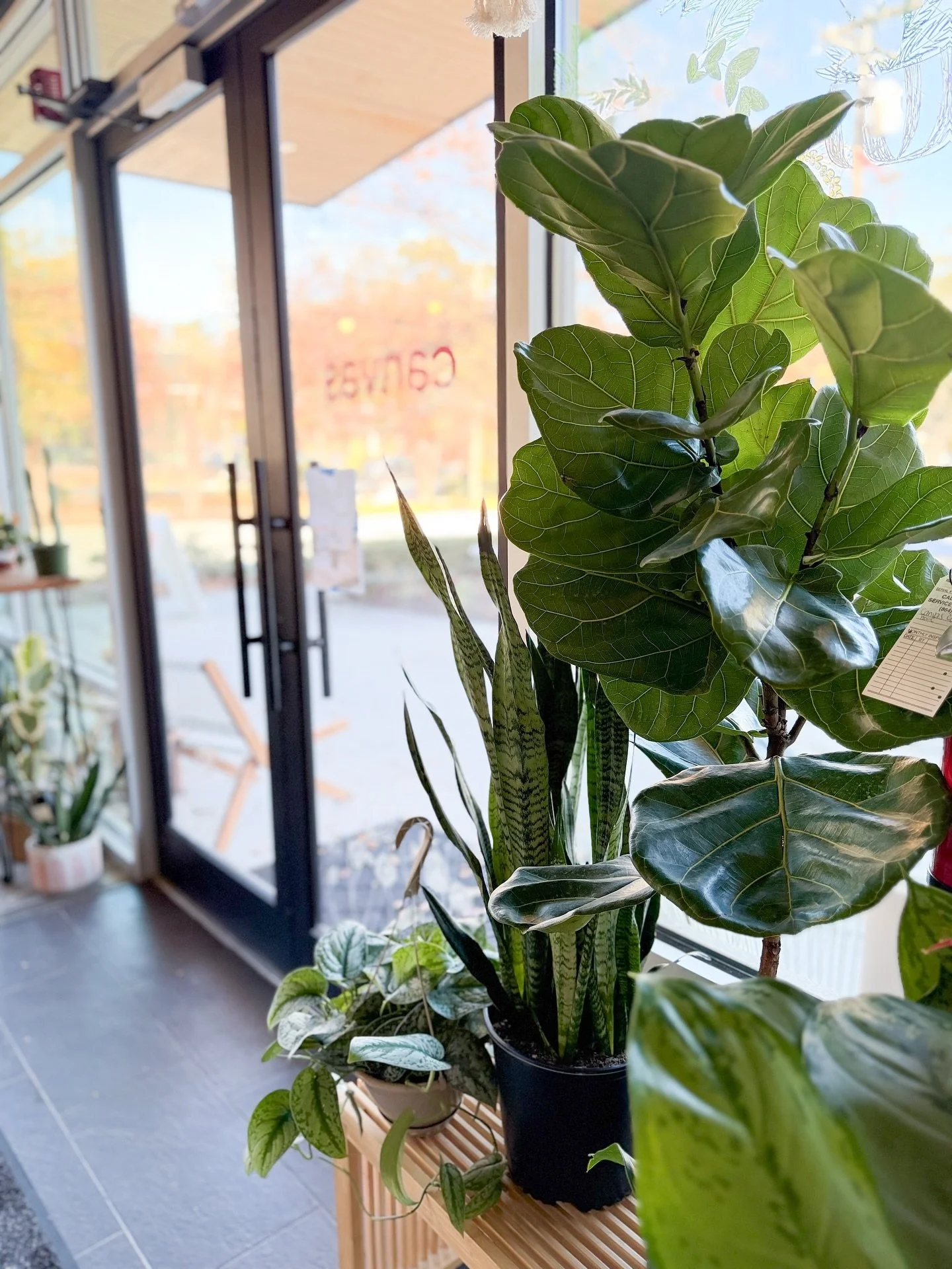 Spotted at @canvas.coffee.art this week. 👀 Sip some coffee and shop art and plants&mdash;it&rsquo;s a win-win.