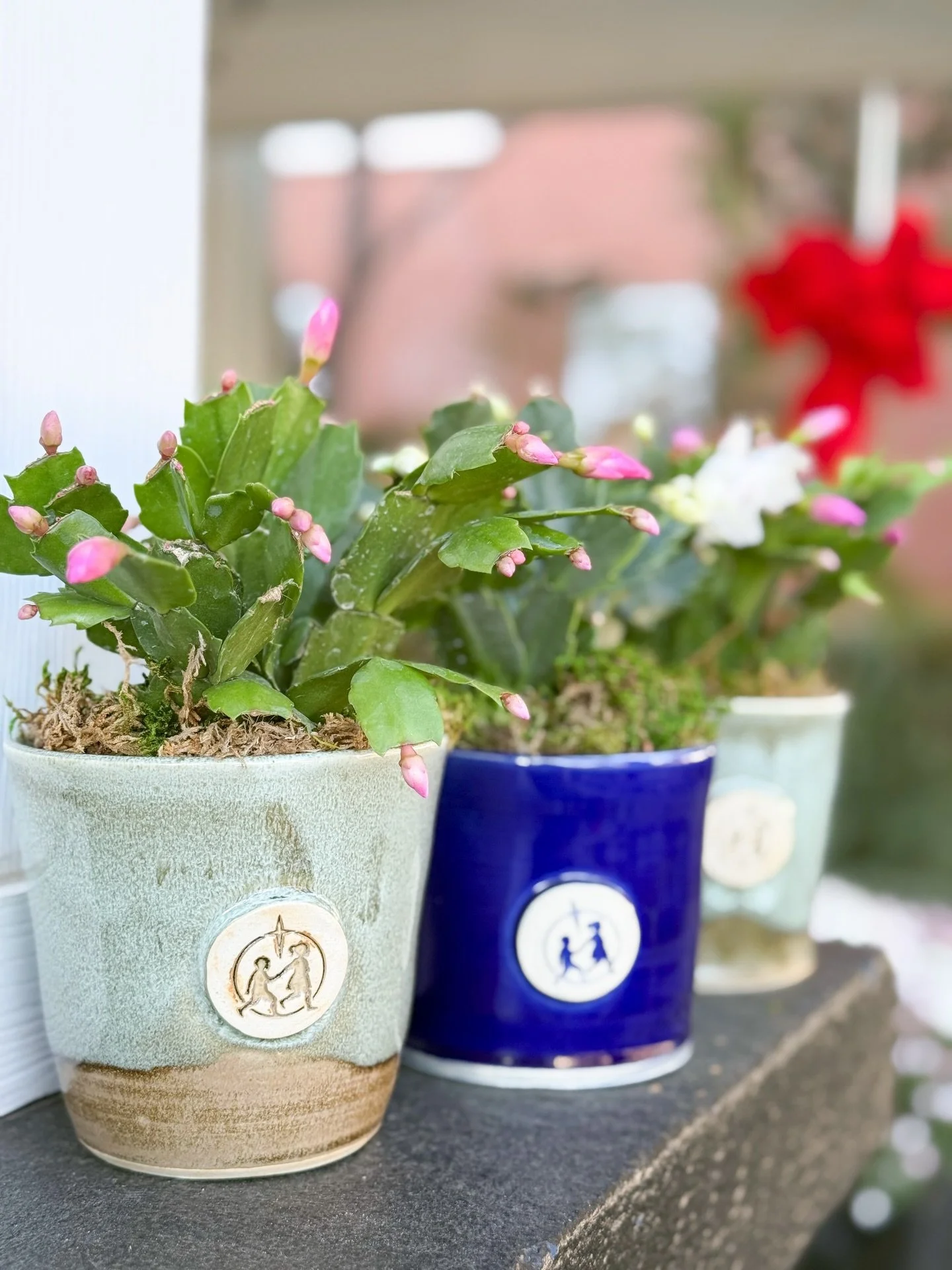 We loved working on these donor gifts for @conniemaxwellcm! The Christmas cacti look beautiful in these custom pots made by @hazelirisart. We potted around 125 plants&mdash;so much fun!