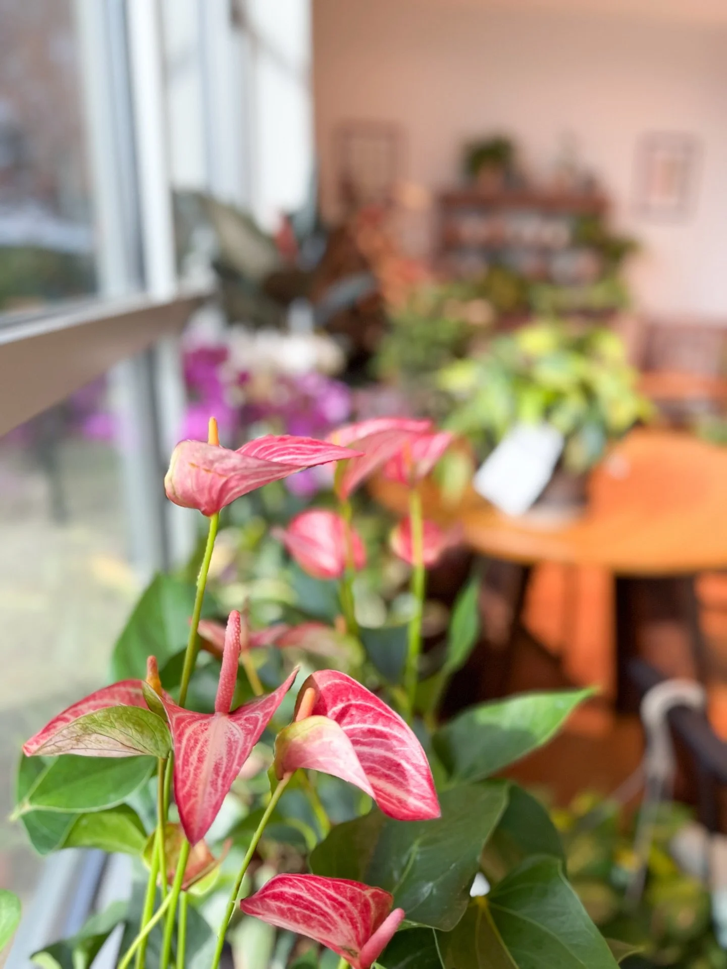 From one plant person to another, thank you for supporting our small business! We couldn&rsquo;t do what we do without YOU. We will not be at a market today, but you can shop our 20% OFF SALE at @sawdust_coffeeshop or @canvas.coffee.art today through