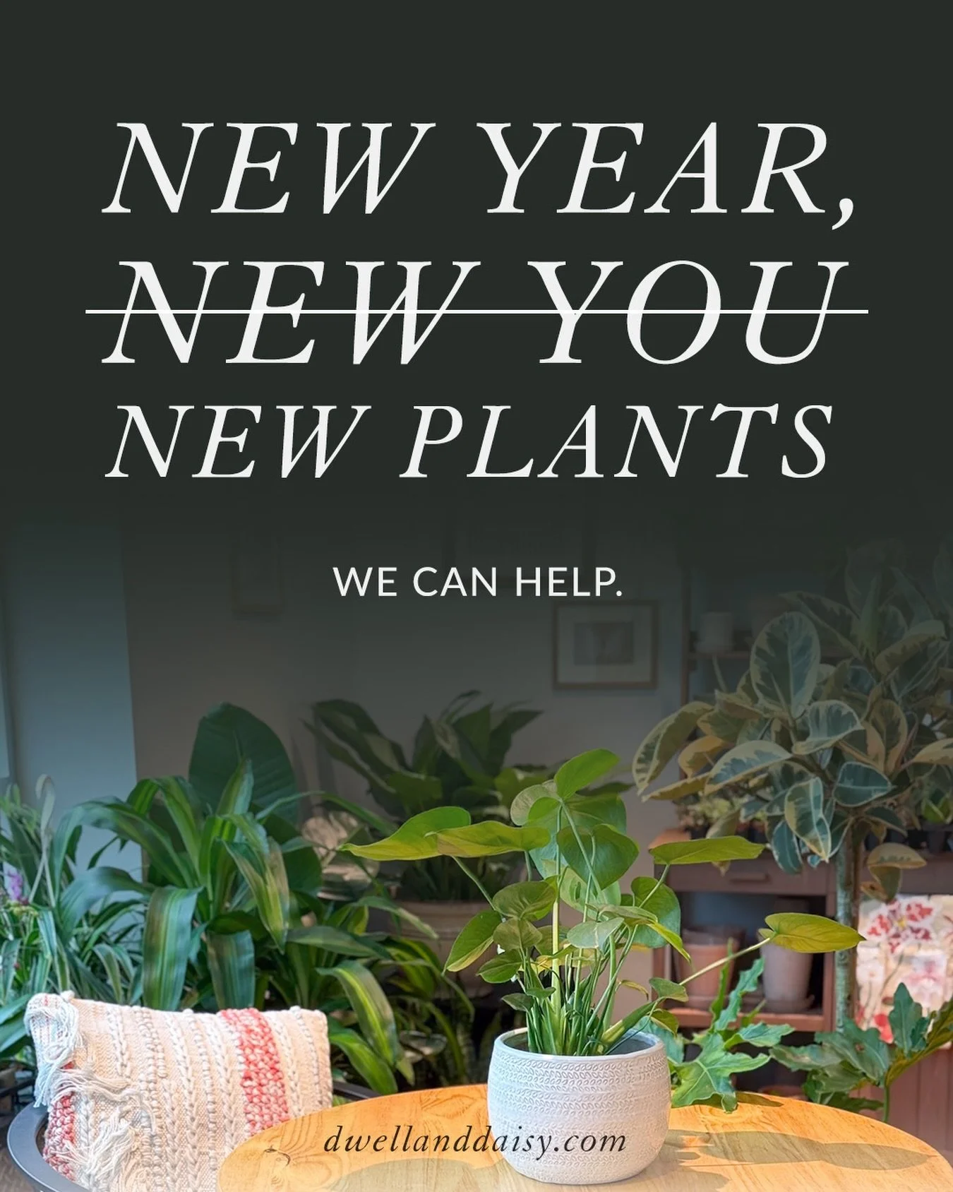 New year, new&hellip; plants! We can&rsquo;t wait to help you add more green to your space this new year. Here&rsquo;s to blooming brighter in 2026! Ready to shop this weekend? Join us for the first @frosty_farmer_gvl of the season on Saturday! And a