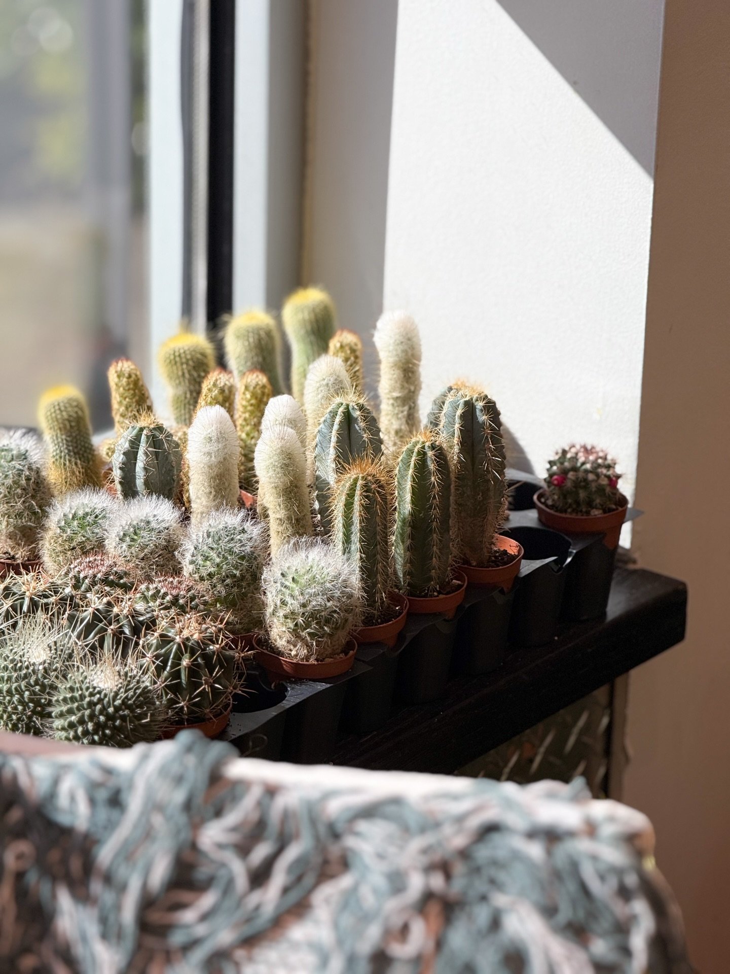 No markets this weekend! We will be introducing something new to Dwell and Daisy soon&mdash;stay tuned. 🌿 You can shop our  plants at @sawdust_coffeeshop (pictured here) and @canvas.coffee.art. We&rsquo;ll be back for another round of the @frosty_fa