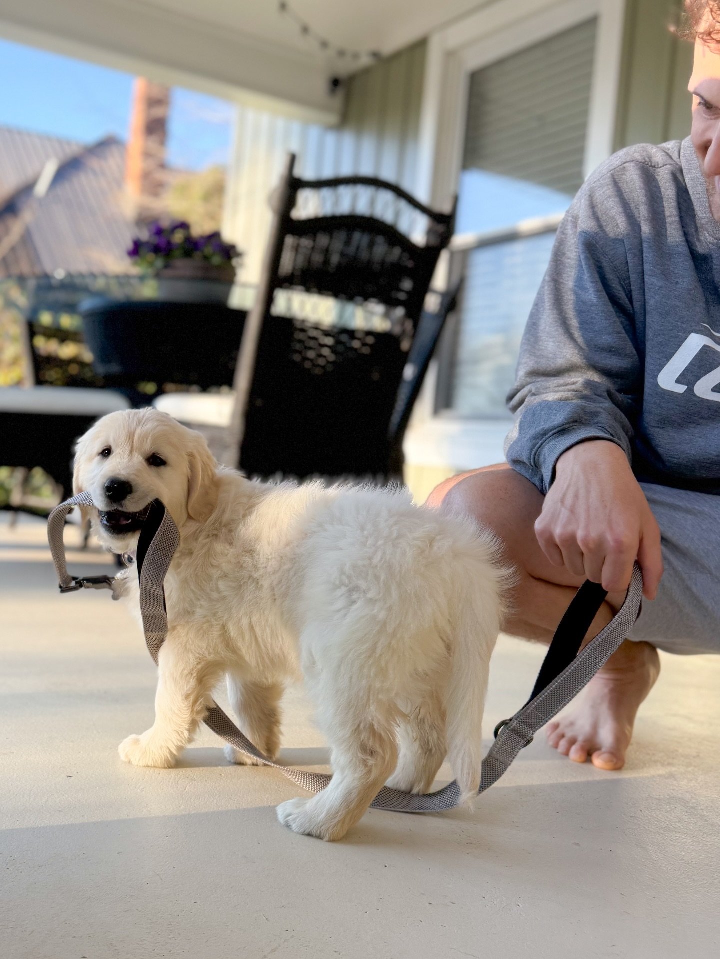 Meet our sweet new mascot, Daisy! 🌼🐾 When we chose the name Dwell and Daisy for our home and garden boutique, we knew that one day the &ldquo;Daisy&rdquo; in our name would have four paws and a wagging tail. On Saturday, we brought home our spunky 