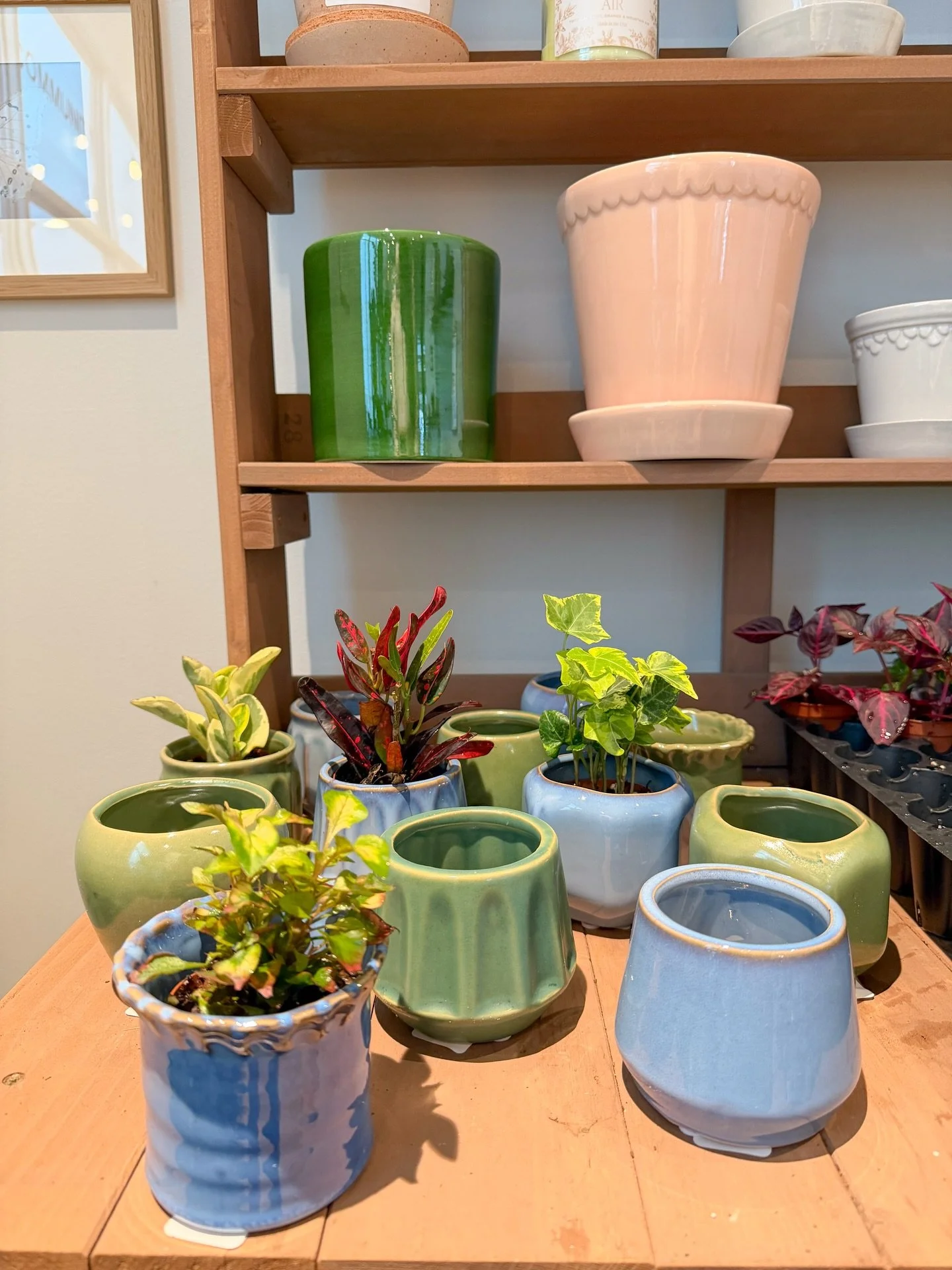 We&rsquo;re bringing back a fan favorite! Our small pots are now available at @sawdust_coffeeshop and on Saturdays at the @frosty_farmer_gvl market. These pots pair perfectly with our selection of terrarium plants. They go fast, so stop by soon to ch