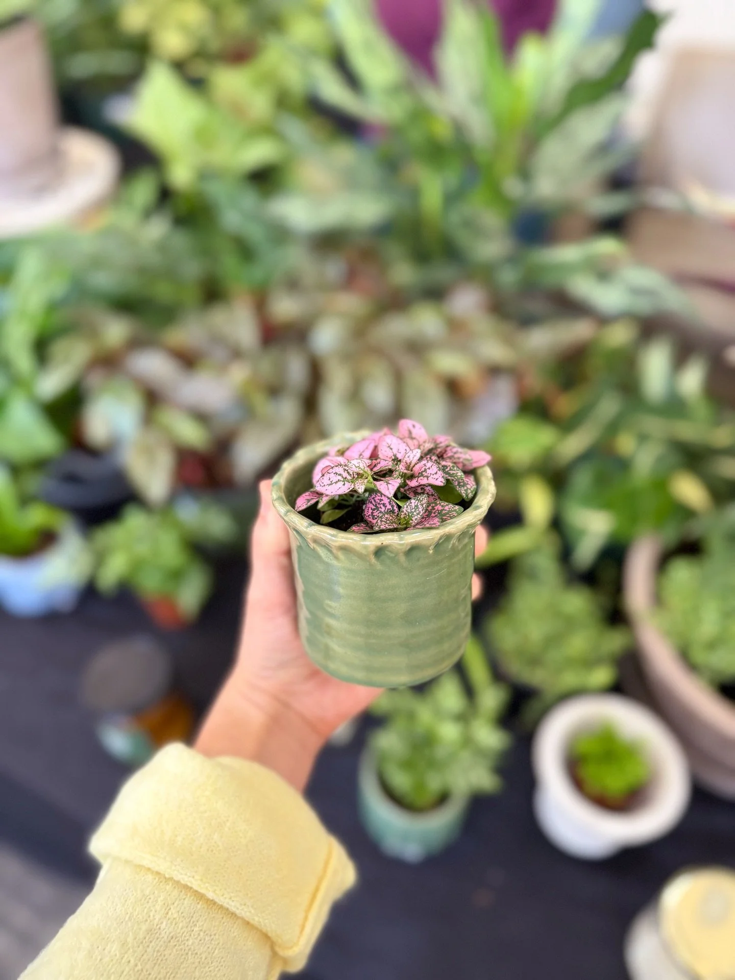 The perfect little gift ✨does✨ exist! Shop these and more at the @frosty_farmer_gvl this Saturday or every day at @sawdust_coffeeshop.