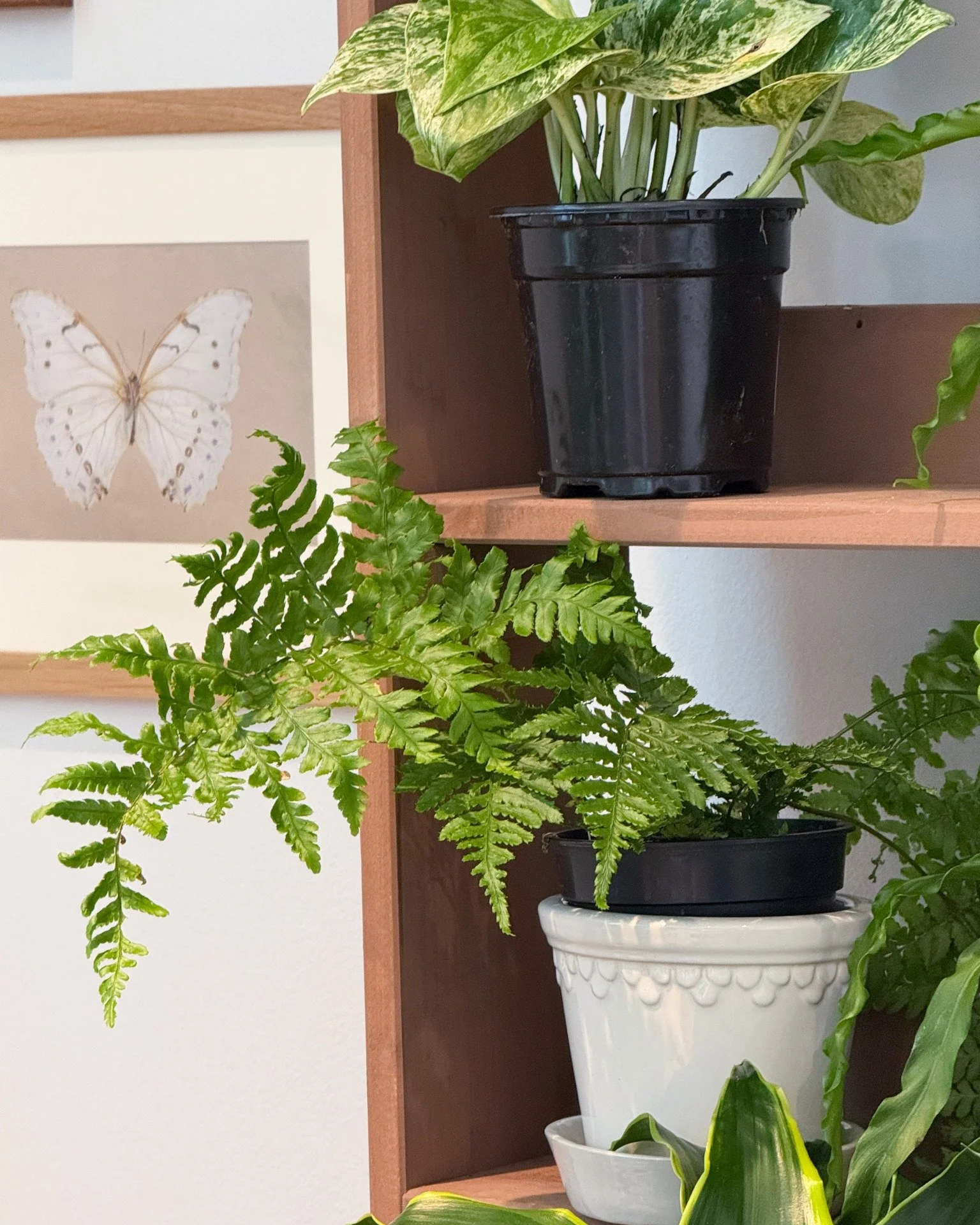 No markets this week, but you can still shop Dwell &amp; Daisy every day at @sawdust_coffeeshop. 🌿

#greenvillecoffeeshop #greenvillesc #houseplants #coffeeandplants #yeahthatgreenville