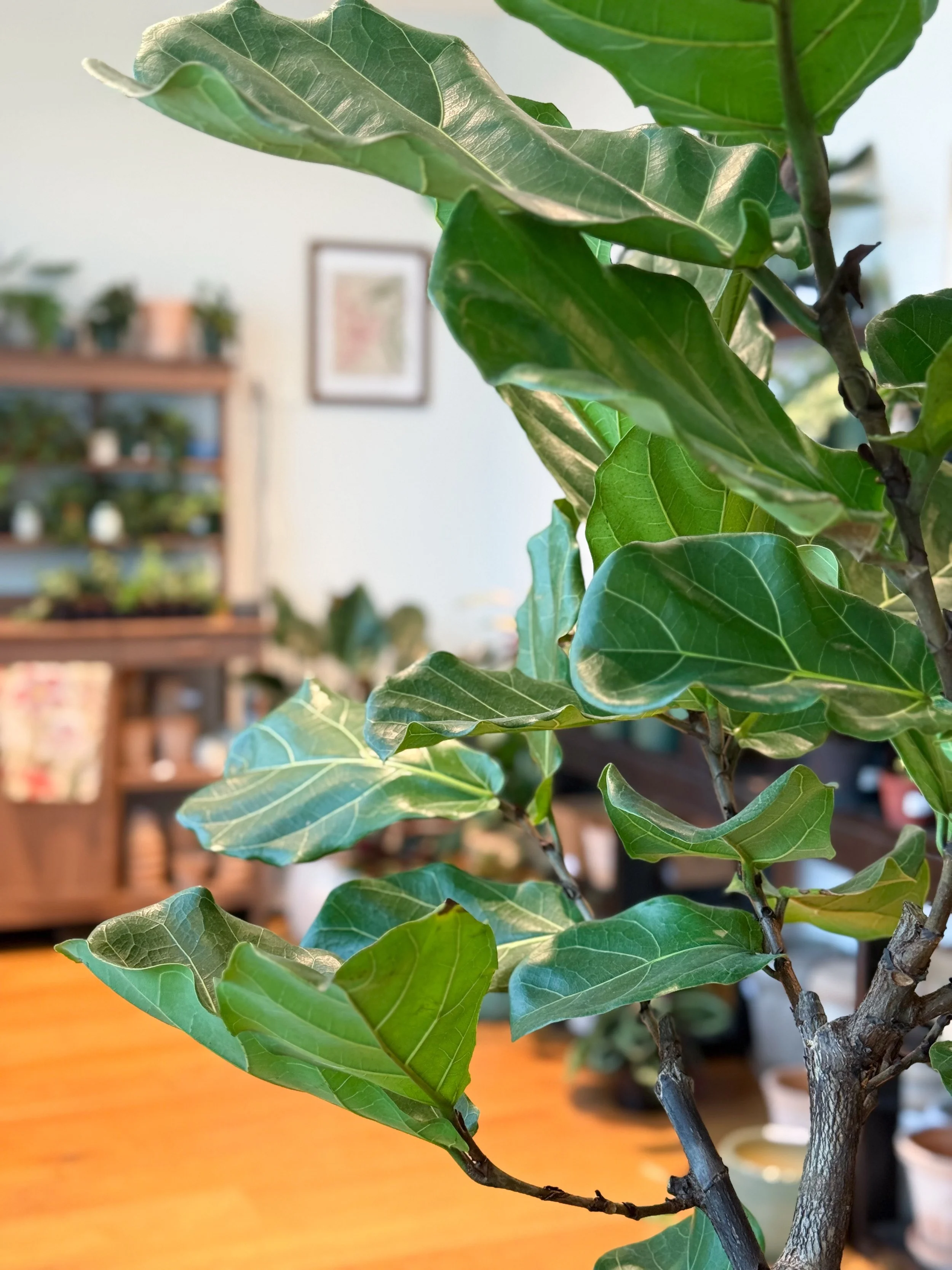 Don&rsquo;t miss out! Our 4th of July Plant Sale is happening now. Swing by @sawdust_coffeeshop and grab 20% off pots and plants. The sale runs through Sunday, July 5. Closed Saturday, July 4. 🪴 See you there!