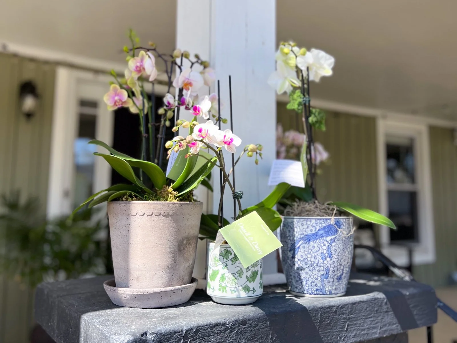 Houseplants Toxic to Pets And Beautiful, Pet-Safe Alternatives