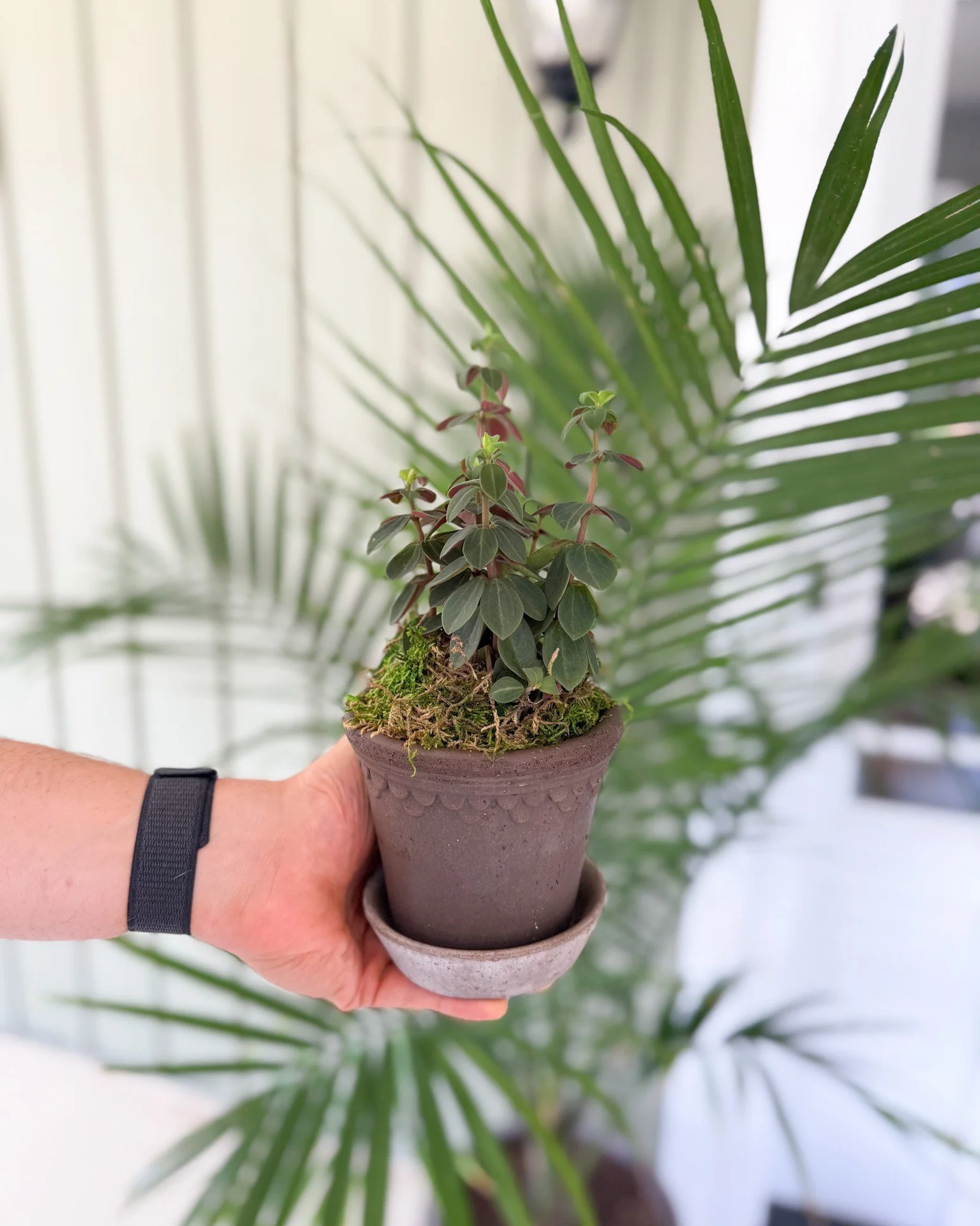 Good things really do come in small packages. 🪴 

#greenvillesc #shopsmall #upstatesc #houseplants #fountaininnsc