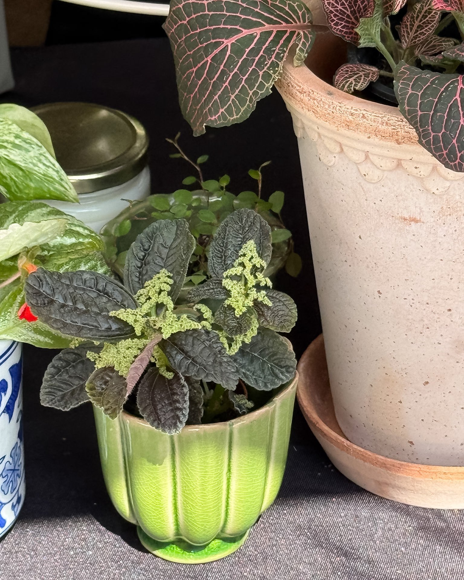 Market week is here! Catch us at the @bridgewaymarket this Thursday, from 4&ndash;8 p.m. in Simpsonville, SC. We'll be set up alongside some incredible local vendors and would love to see you there.

#simpsonvillesc #greenvillesc #plantshop #upstates