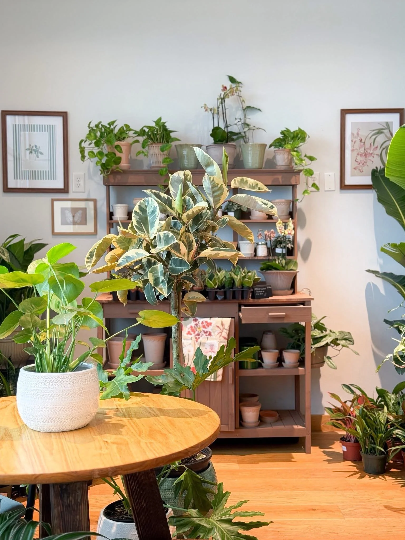 Yesterday marked one year of @sawdust_coffeeshop, and one year of selling our plants there too! Happy birthday, @sawdust_coffeeshop! Thank you to everyone who&rsquo;s picked up a plant or pot during your coffee run. We&rsquo;re so grateful to be part