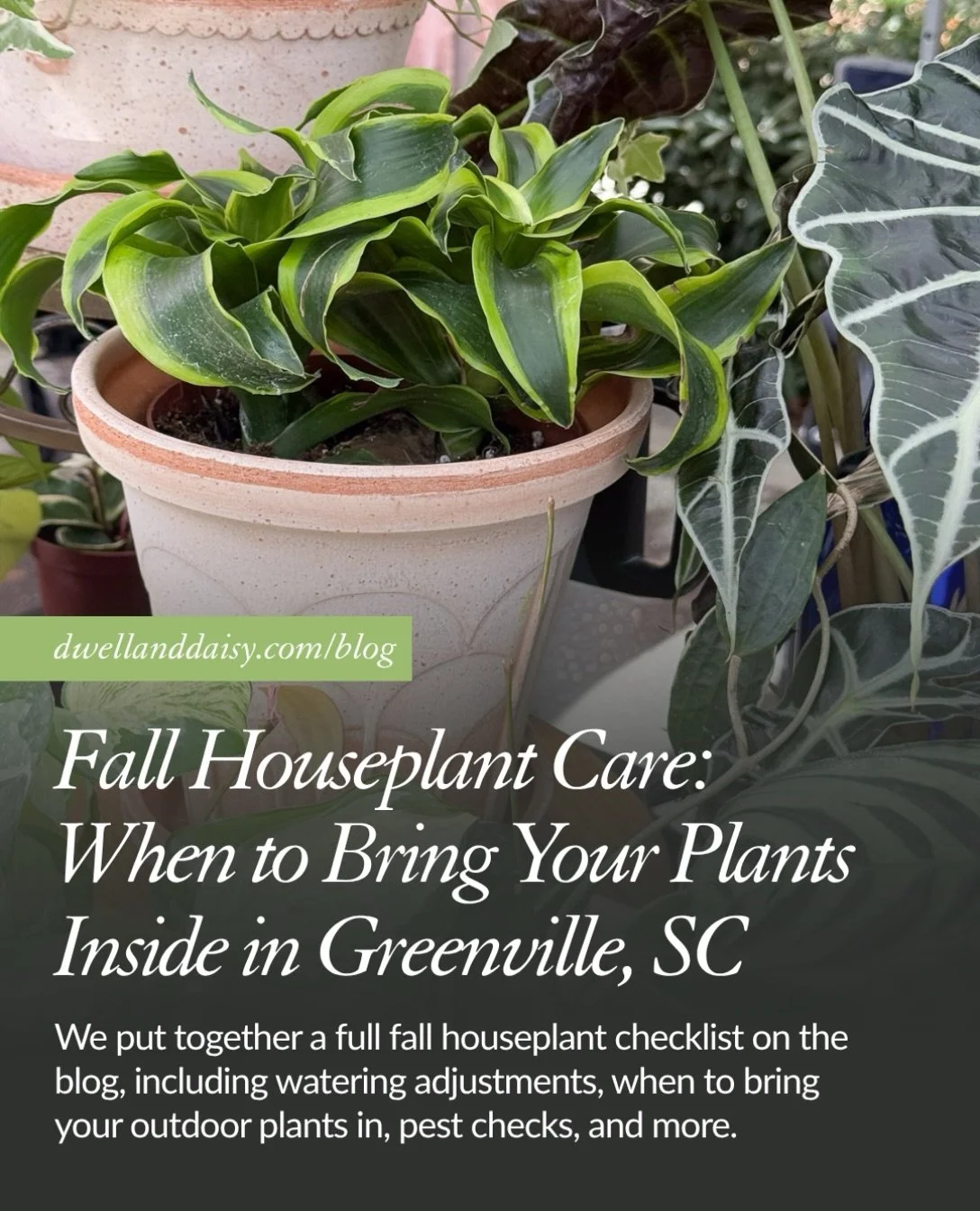 Fall is sneaking up on us. Shorter days, less sun, and cooler nights mean it&rsquo;s time to adjust your houseplant routine before Greenville&rsquo;s first frost hits.

We put together a full fall houseplant checklist on the blog, including watering 