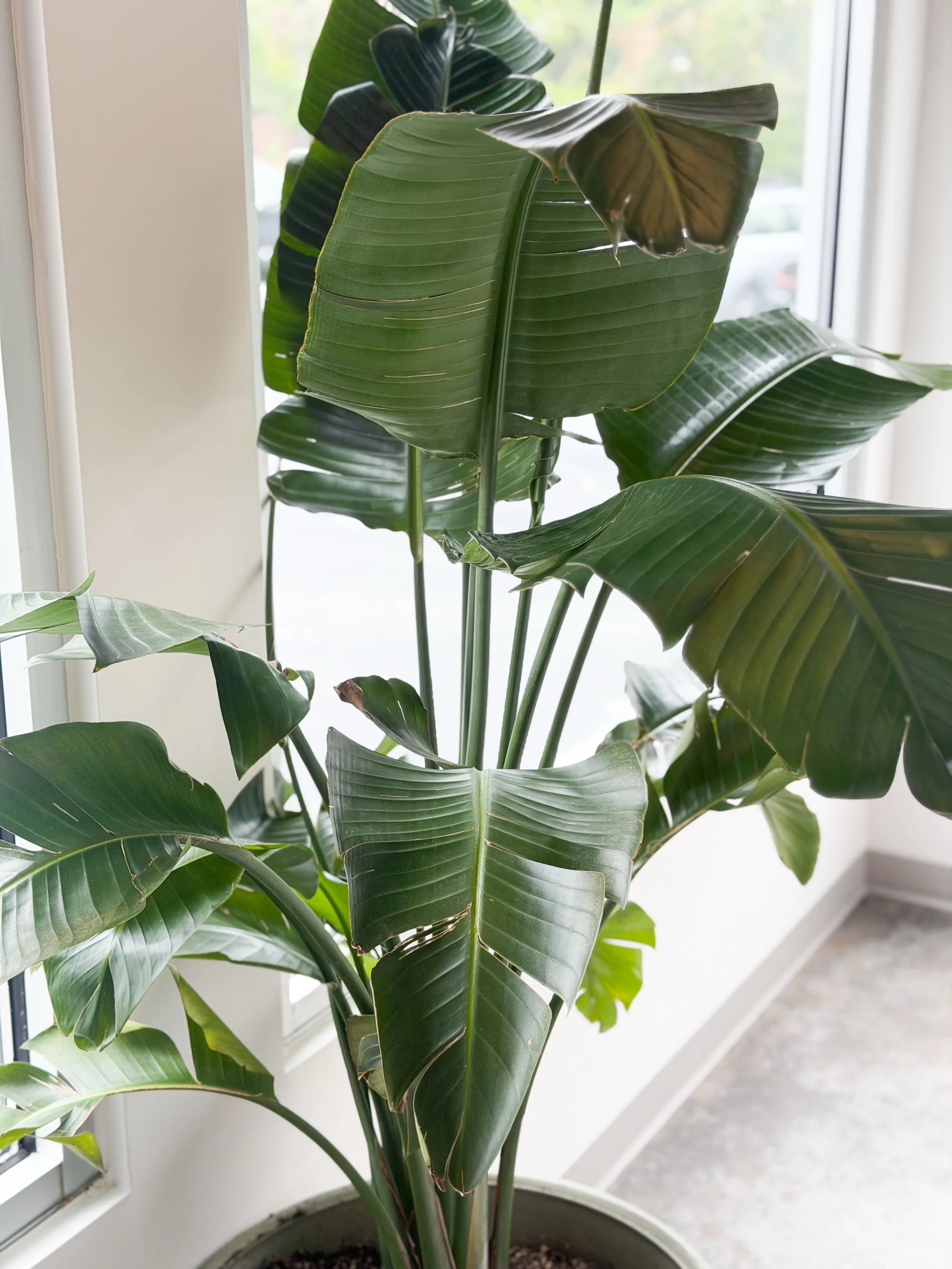 We just wrapped up a plant installation in the new Northbridge Wealth Management office in Greenville! It&rsquo;s amazing what a some green can add to your space. 🌿