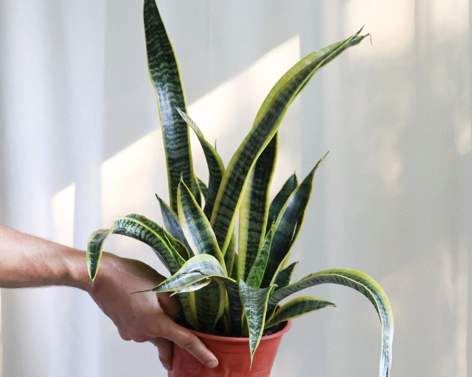 10 Easy Houseplants for Beginners