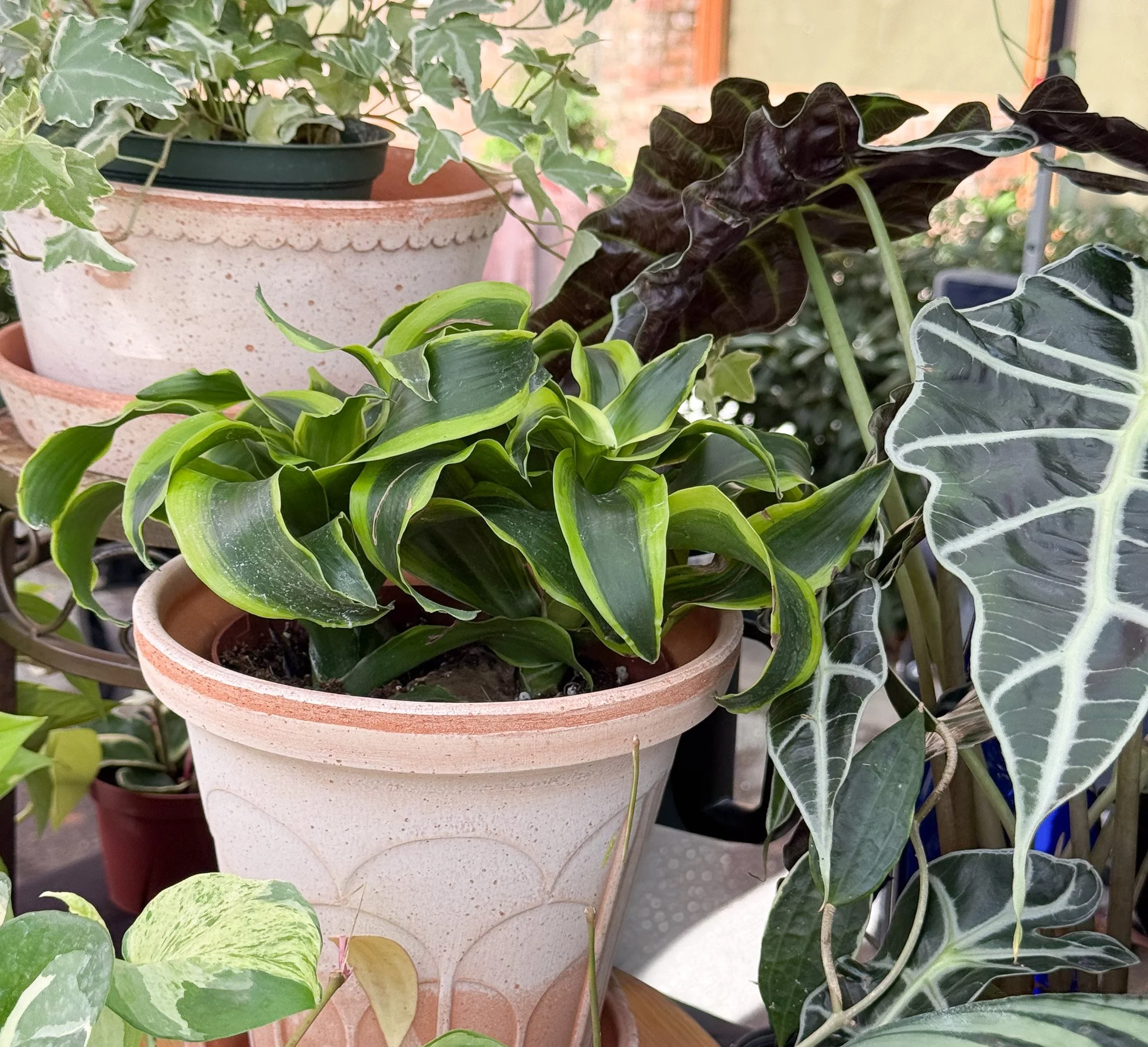 A group of tropical plants in pots in Greenville, SC, that will need to be prepped for fall houseplant care.