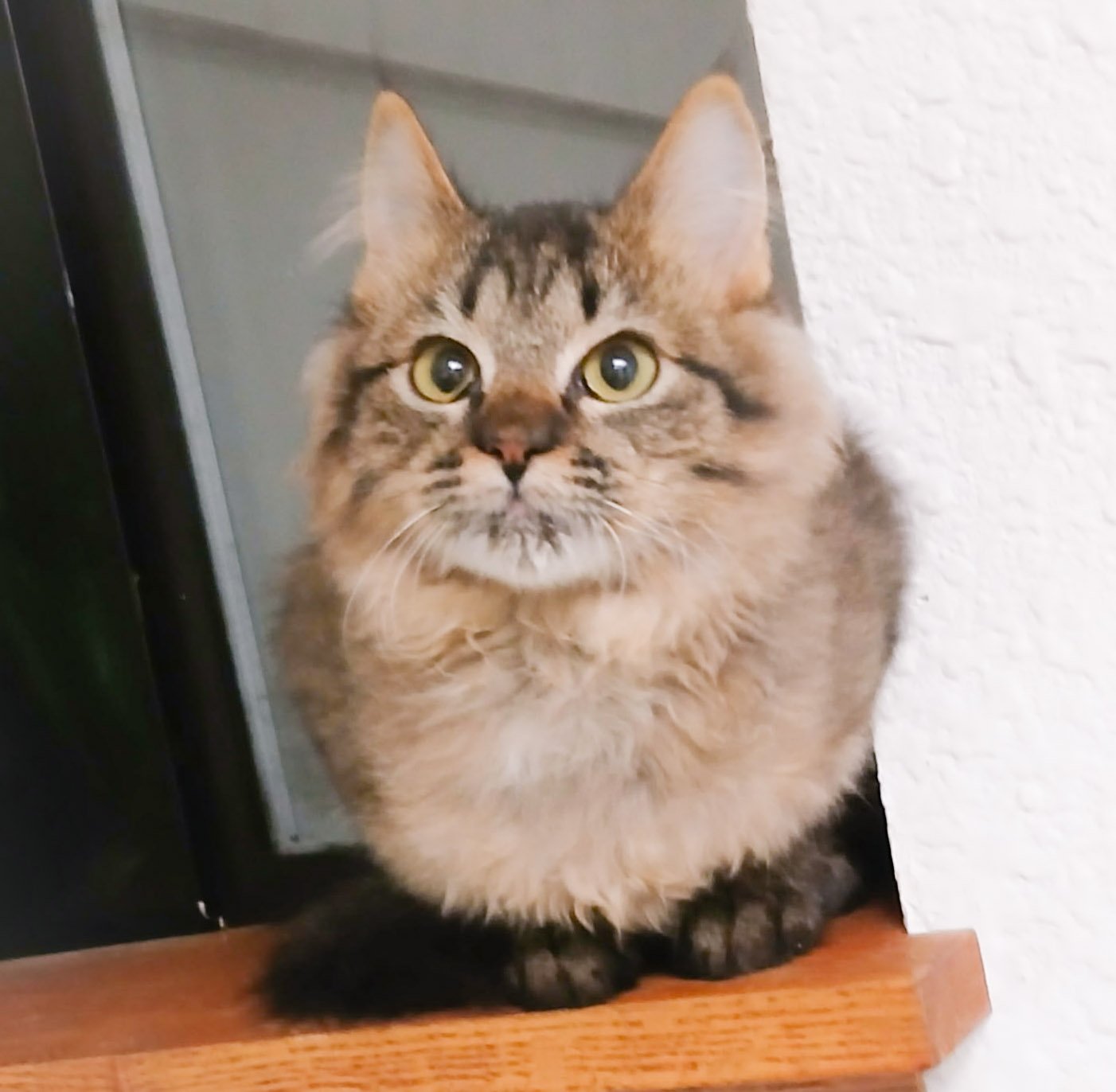 Biscotti (f) kitten