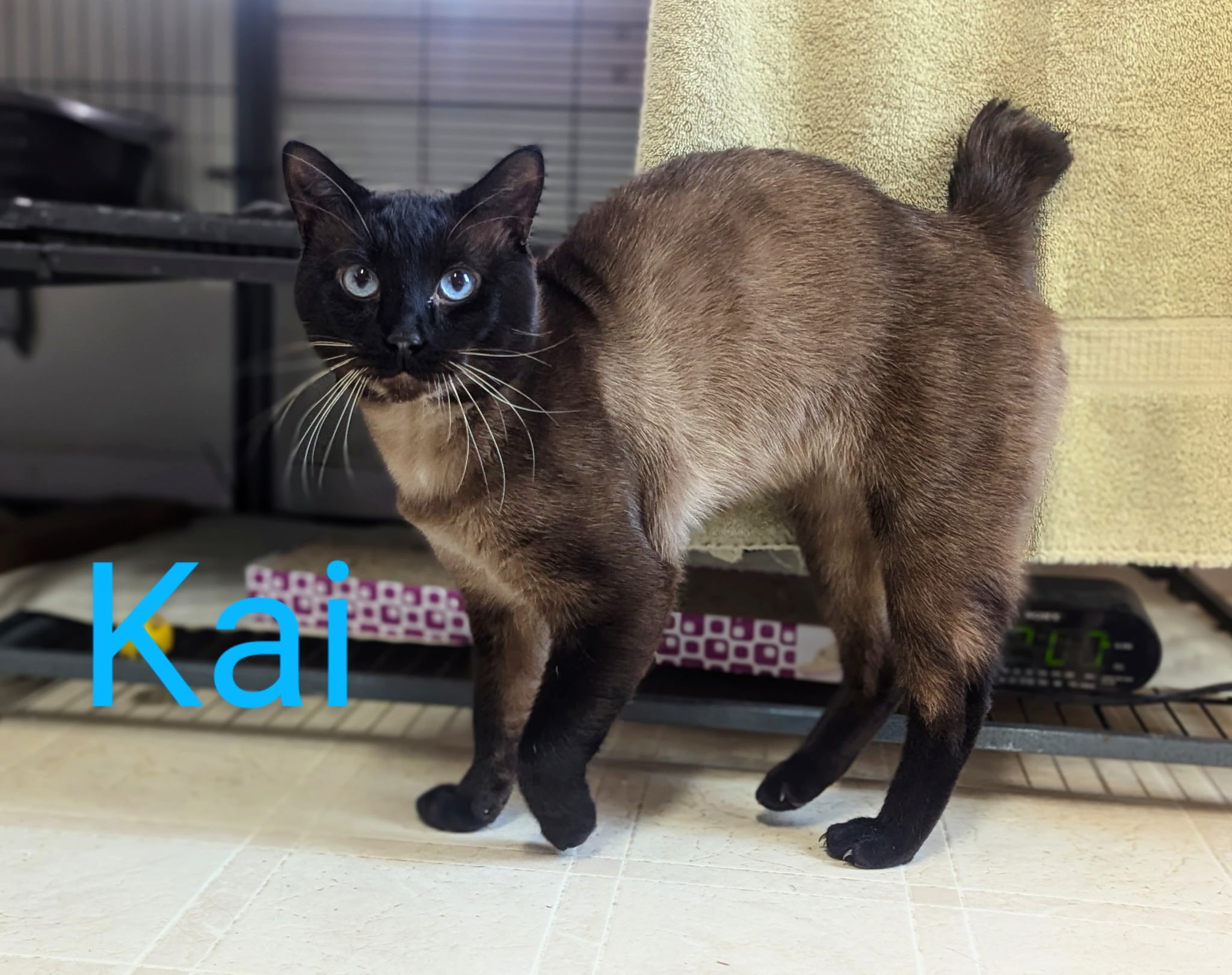 Kai (m) Adult
