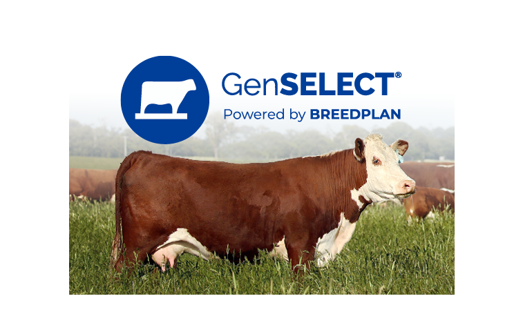 GenSELECT for Herefords launched to deliver genomic insights for commercial producers