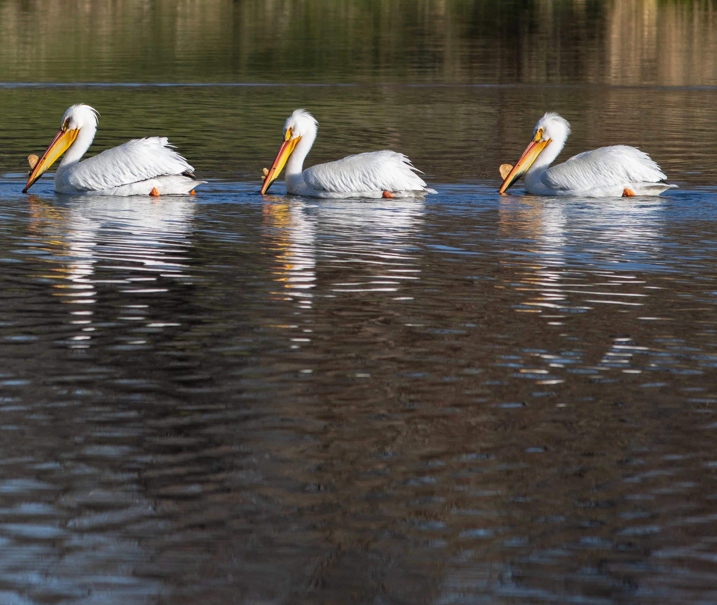 Wildlife Photography