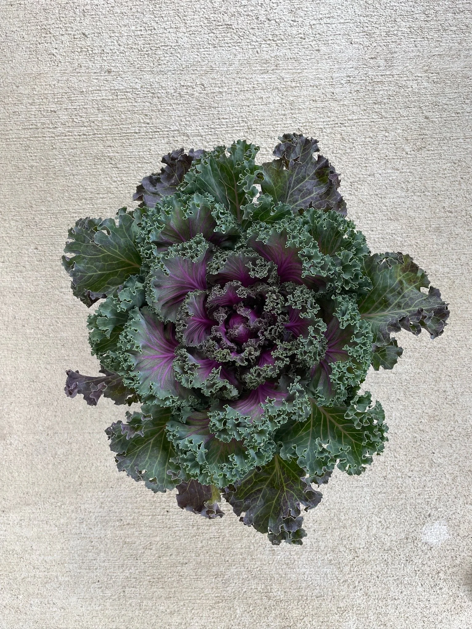 Cabbage Add-On