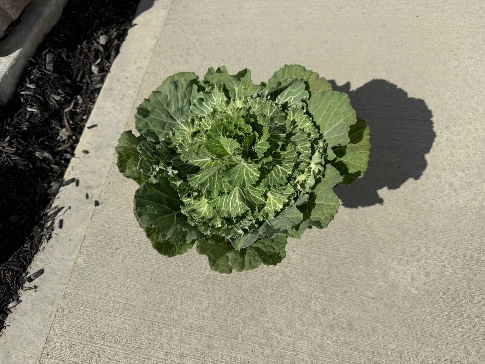 Kale Add-On