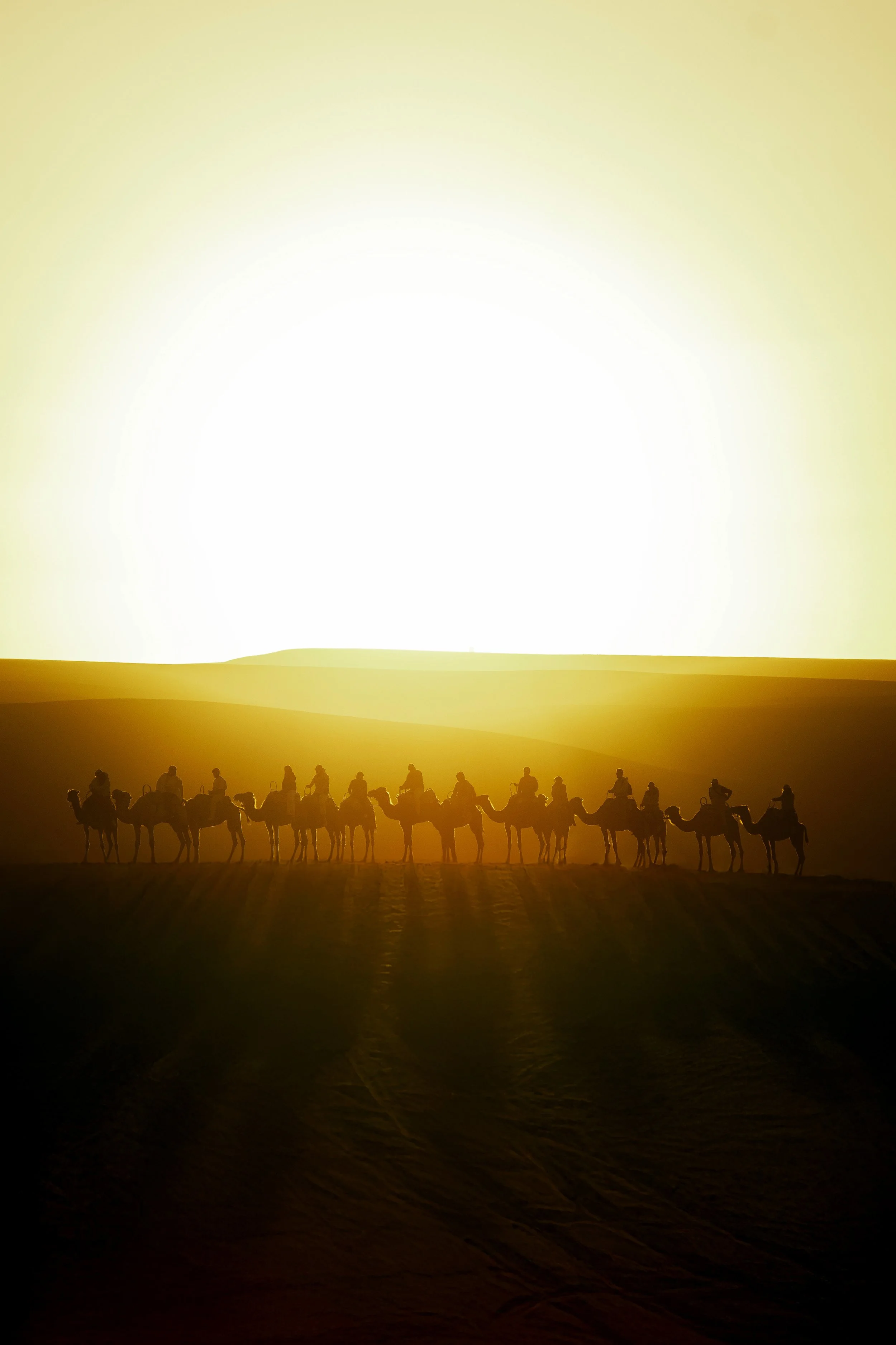 Marrakesh camels shadows  copy.jpg