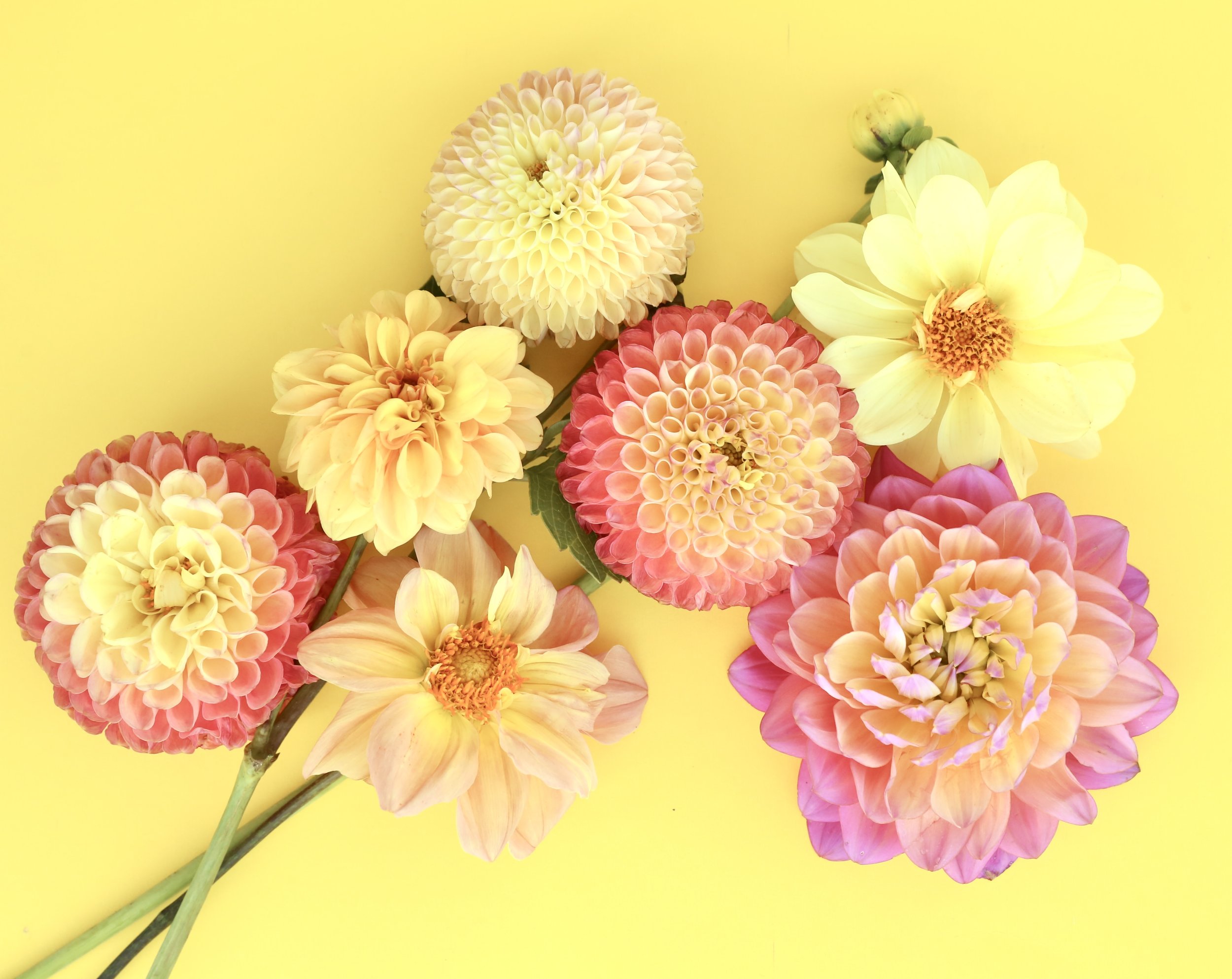7E1E0C3D-C35D-40DC-9F64-2CB6A58A5C4E_1_201_a.jpeg