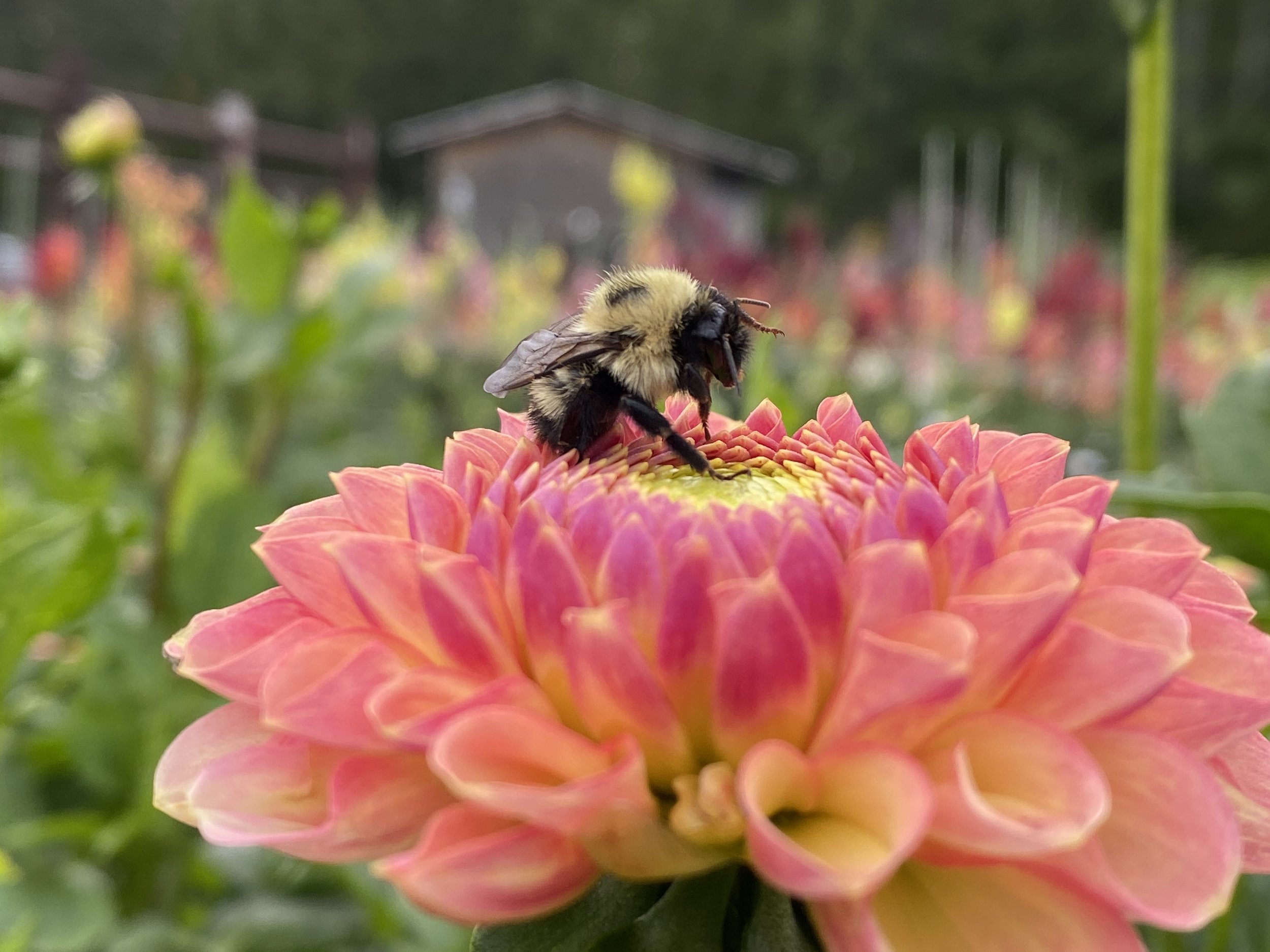 7DBB84CC-D99F-4B6C-B83A-533740609428.jpeg