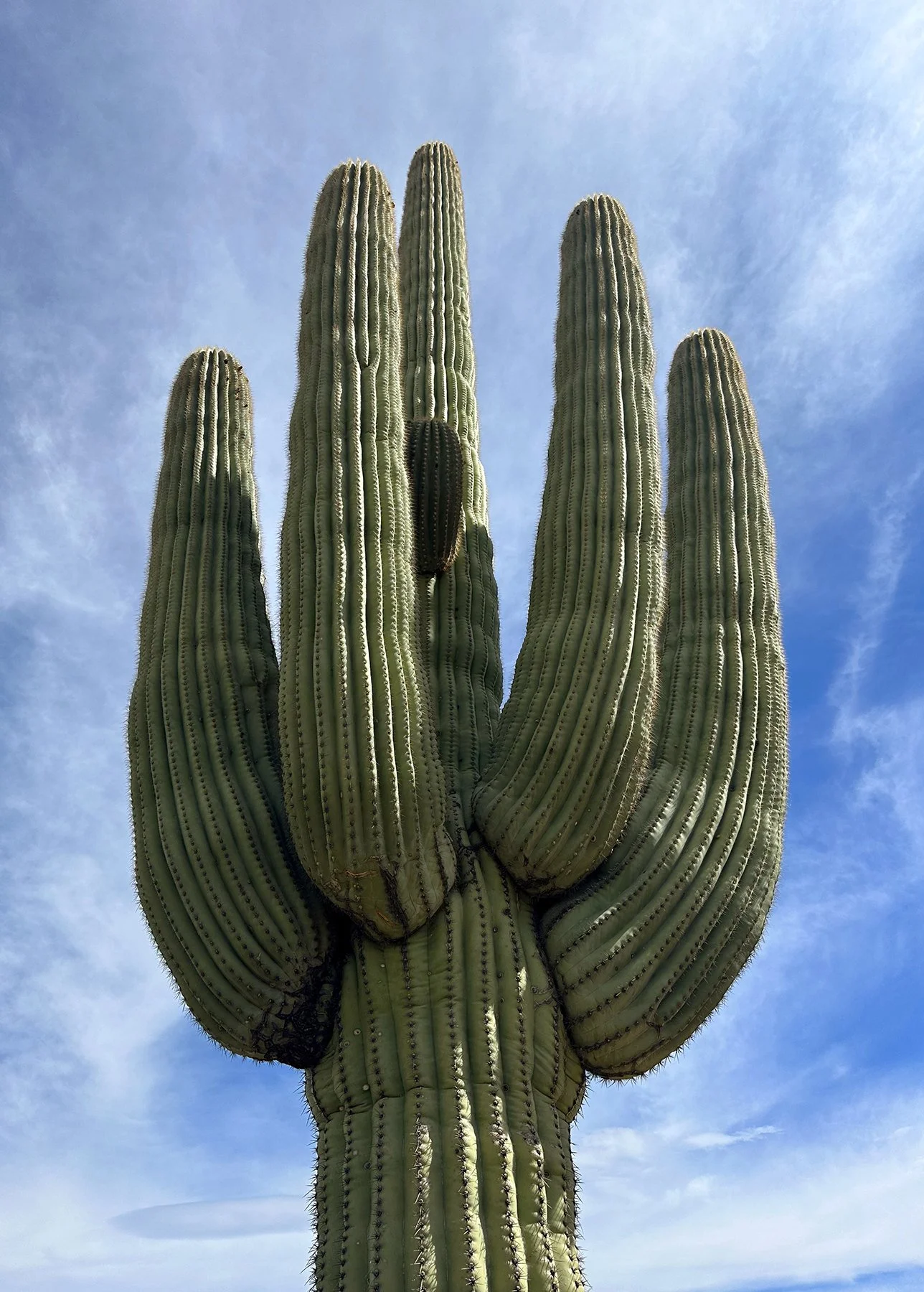 IMG_9507_Saguaro NP.jpg