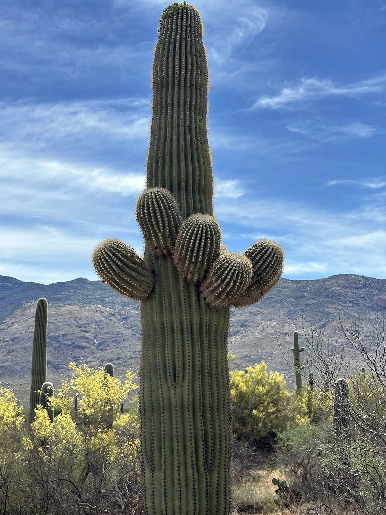 IMG_9511_Saguaro NP.jpg