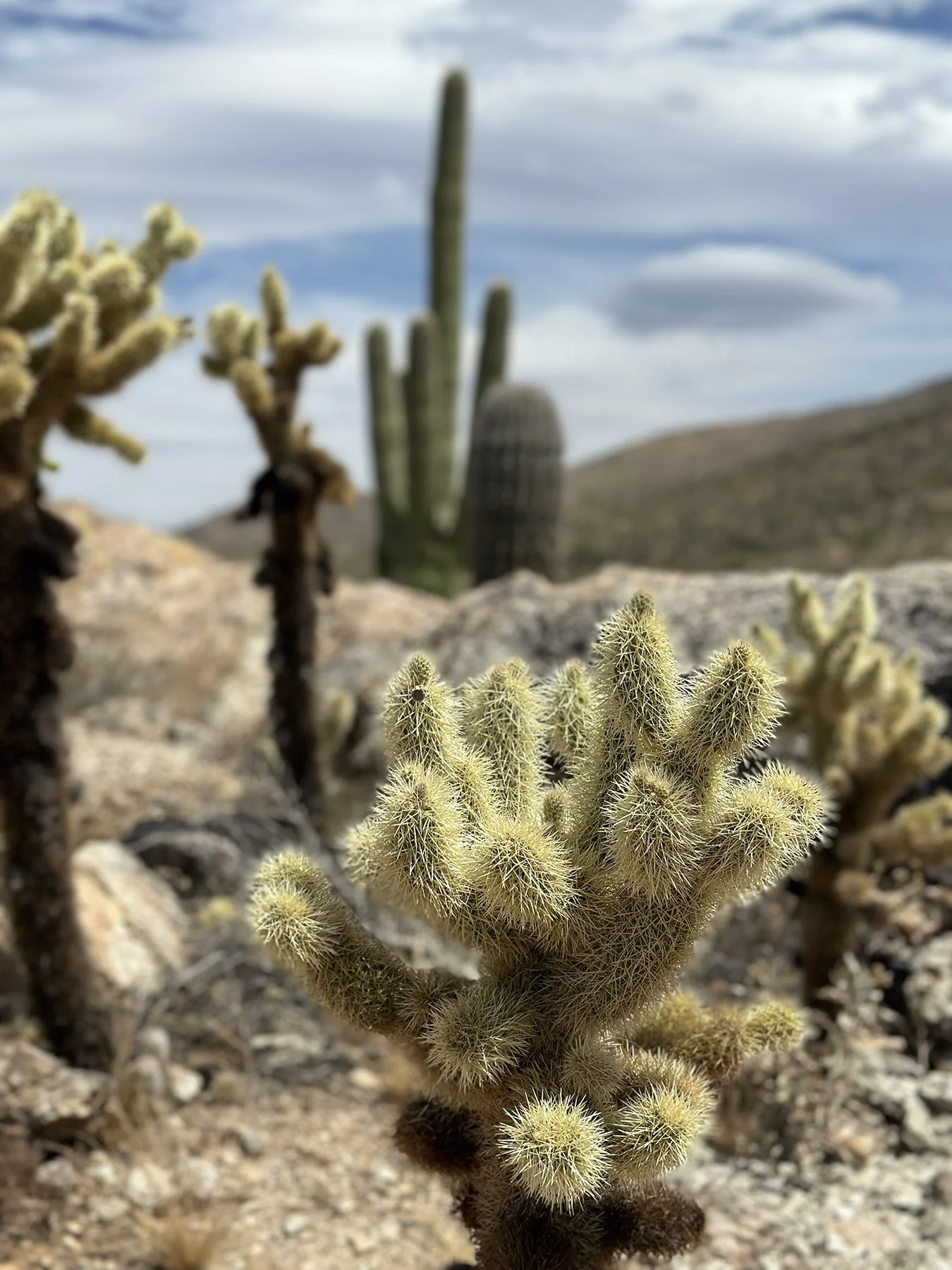 IMG_9524_Saguaro NP.jpg